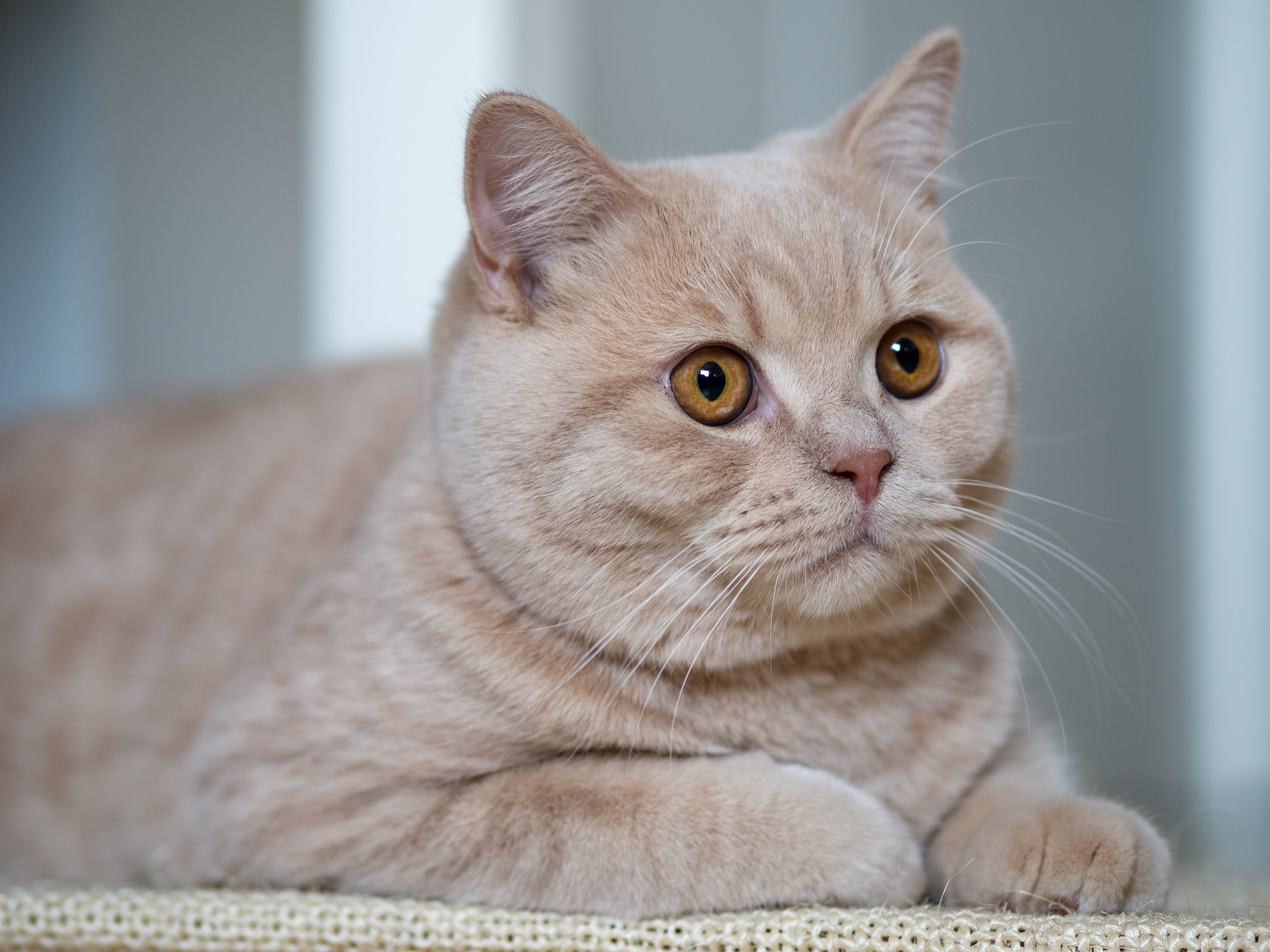 handsome, British Shorthair, 4K, look, portrait, cat, HD Wallpaper