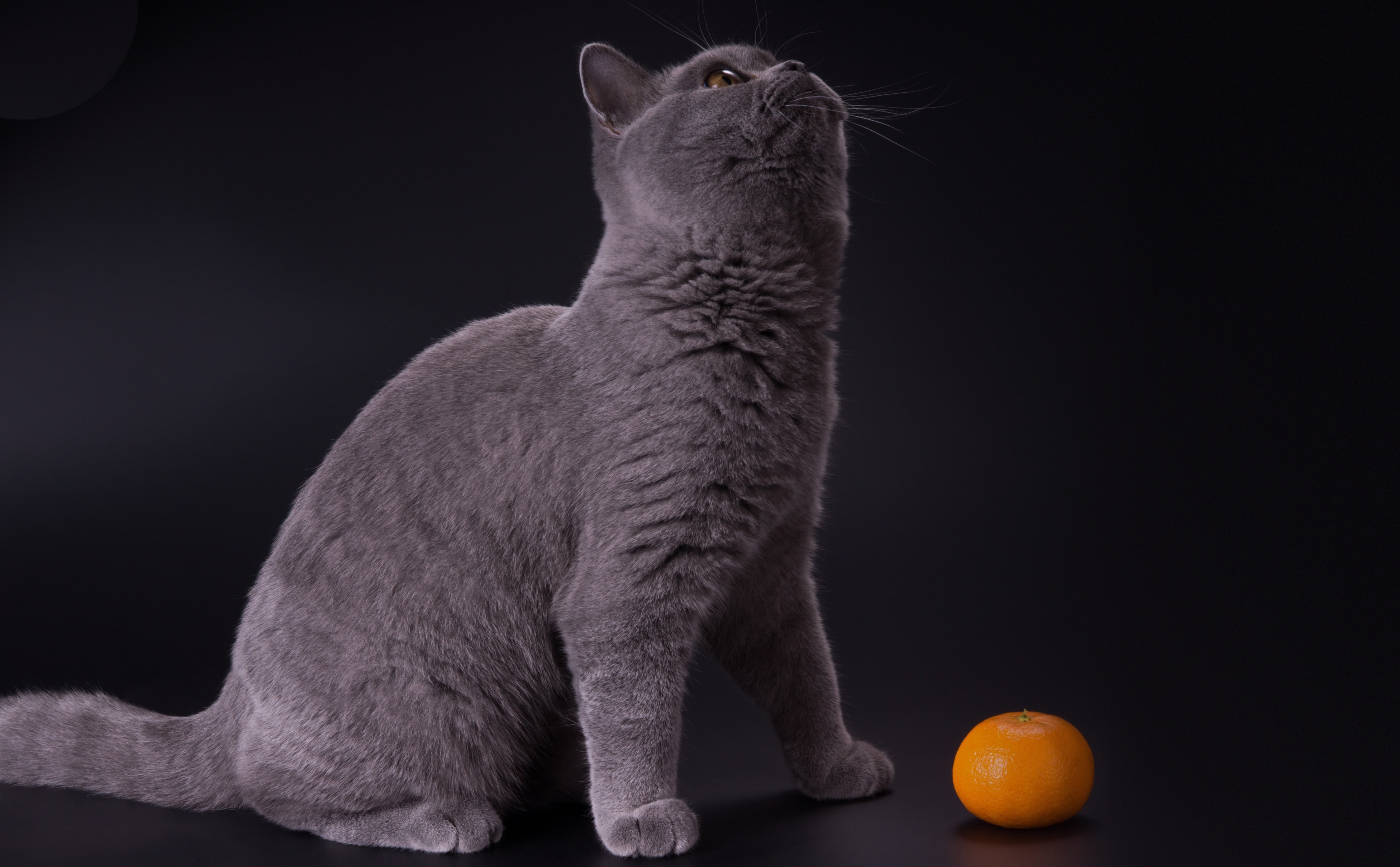 mammal, Kitten, 5K, orange color, indoors, studio shot, domestic cat, Shorthair, vertebrate, BritishShorthair, one animal, feline, domestic, Orange, gray, HD Wallpaper