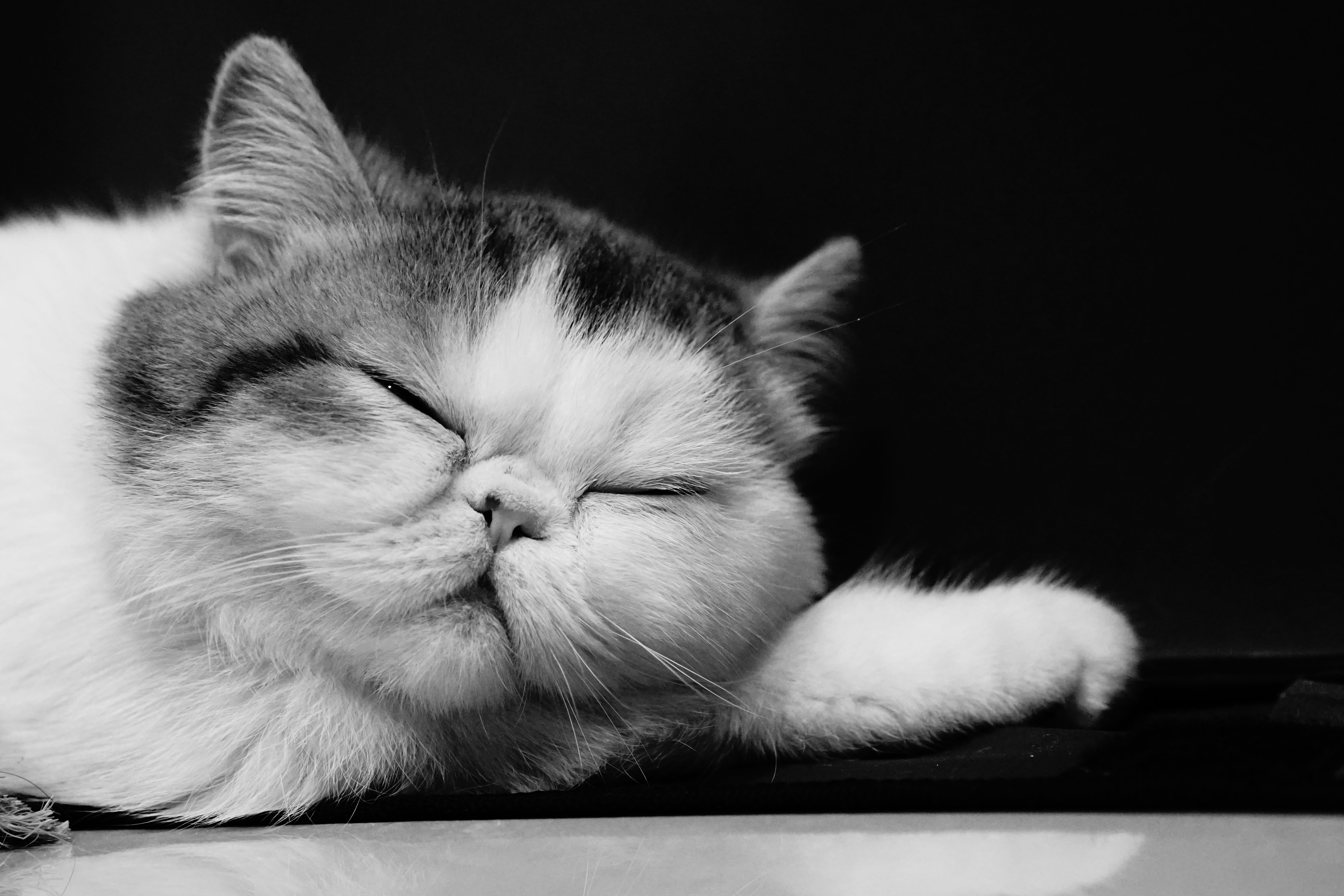 mammal, feline, animal head, animal, shorthair, domestic, 5K, sleeping, cat, pet, domestic animals, persian cat, close-up, indoors, resting, exotic, animal themes, HD Wallpaper