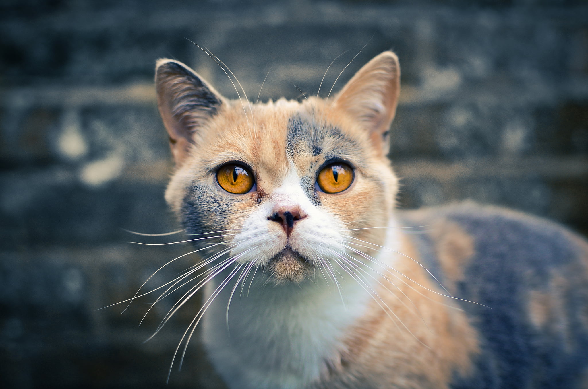 feline, animal Eye, close-up, domestic, pets, yellow eyes, 1080P, small, focus on foreground, looking at camera, outdoors, looking, animal, black, kitten, HD Wallpaper