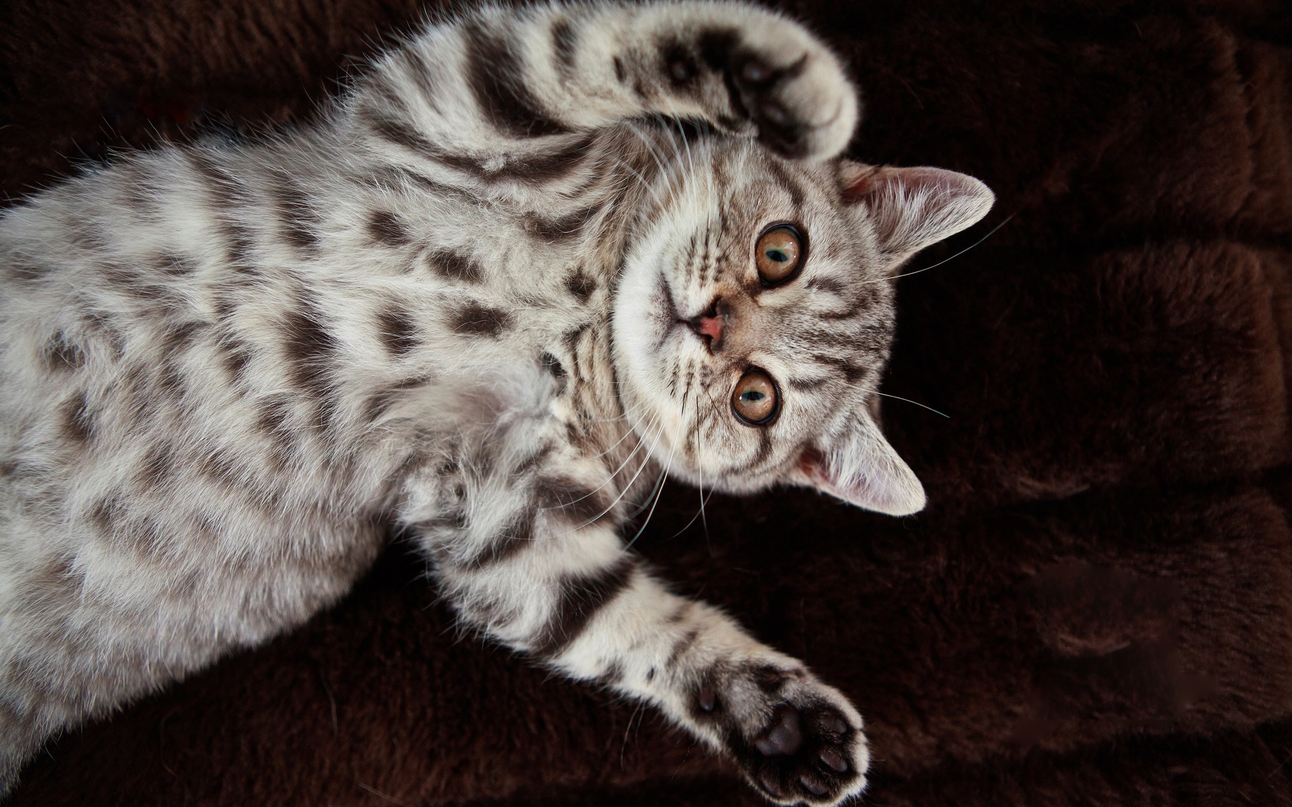 Cat, 2K, Cute, Shorthair, British, HD Wallpaper