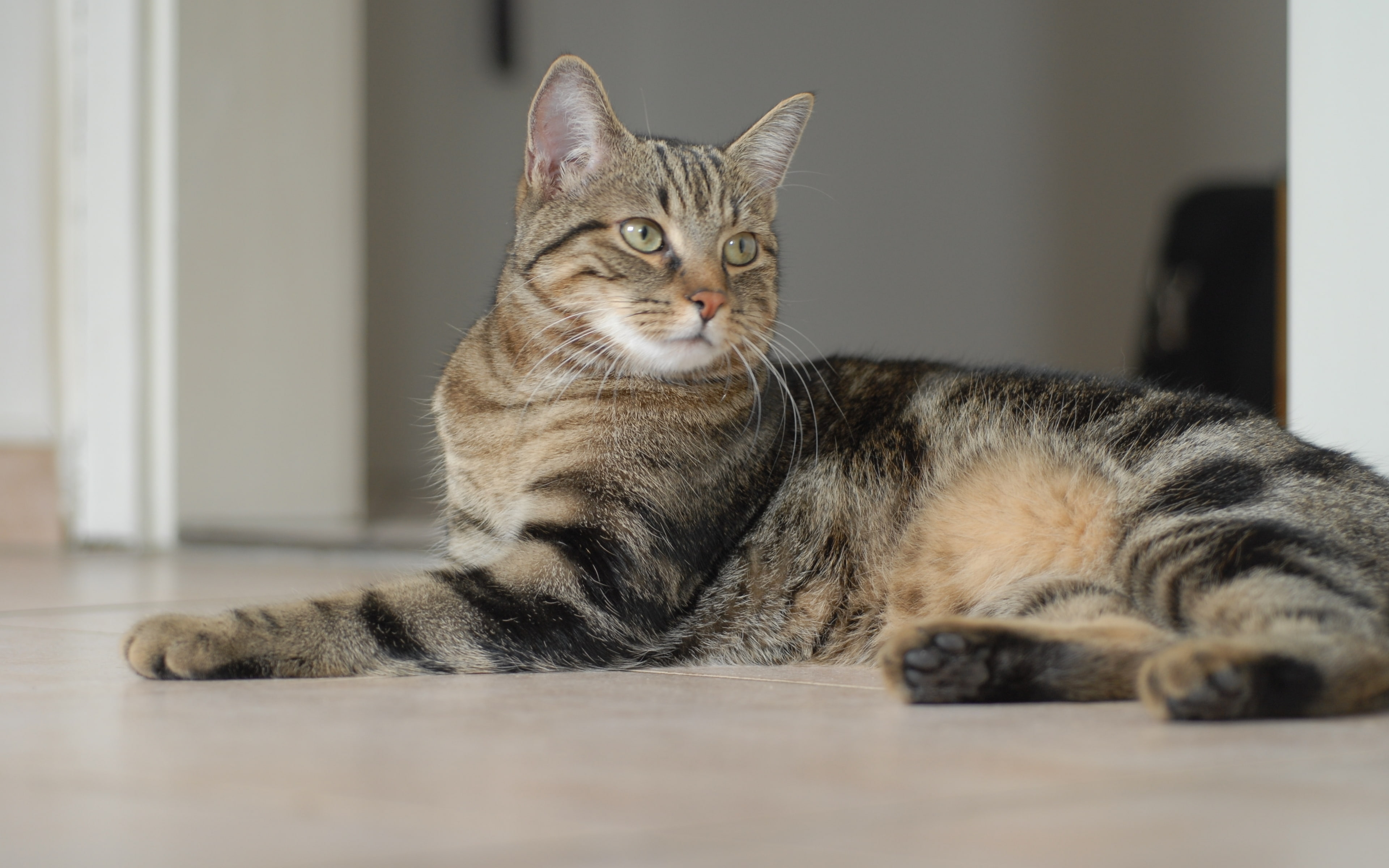 cute, european shorthair, shorthair, 4K, european, HD Wallpaper