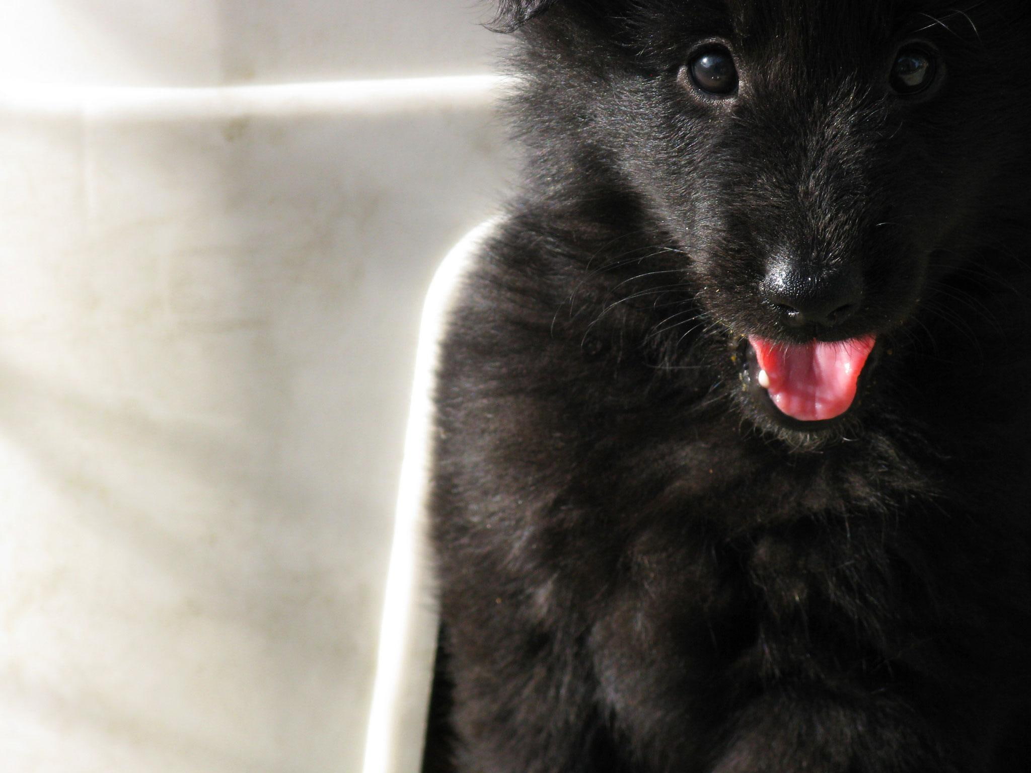 1080P, coated, black, puppy, sheepdog, belgian, fluffy, animals, HD Wallpaper