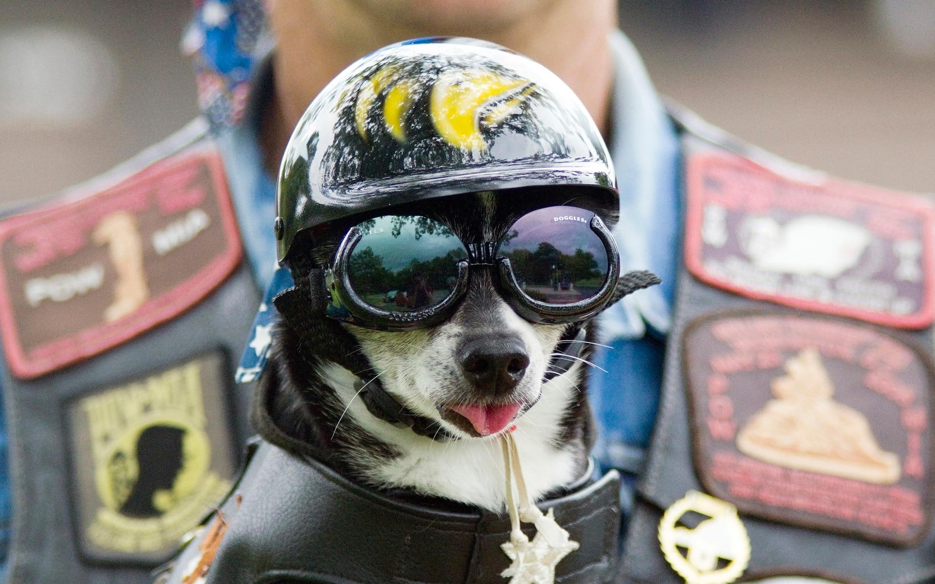 biker, cute, helmet, funny, dog, 1080P, sunglasses, HD Wallpaper