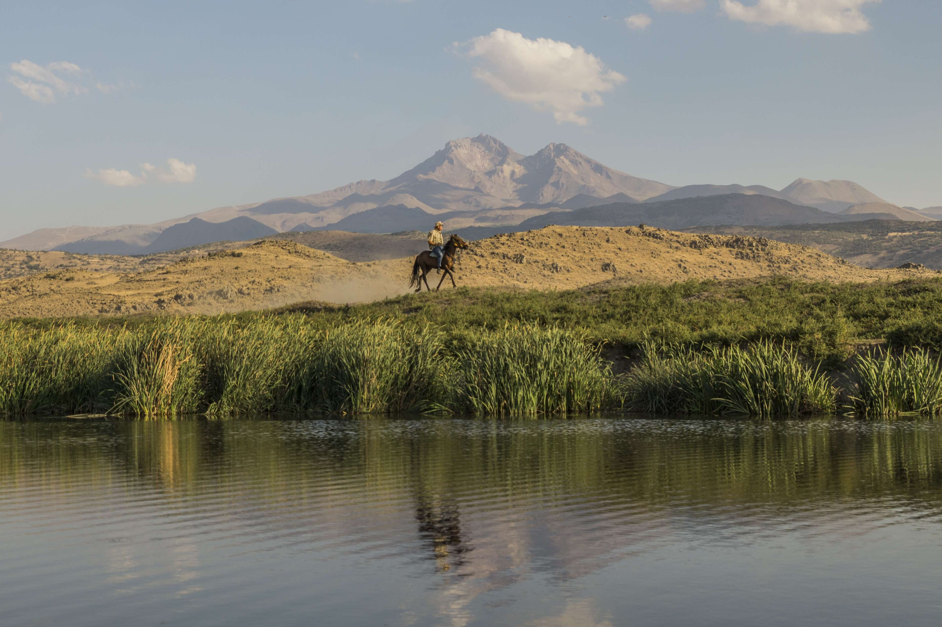 erciyes, waterfront, one animal, animal, kayseri, animal wildlife, mammal, 2K, outdoors, lake, animal themes, turkey, mountain, plant, anatolia, vertebrate, HD Wallpaper