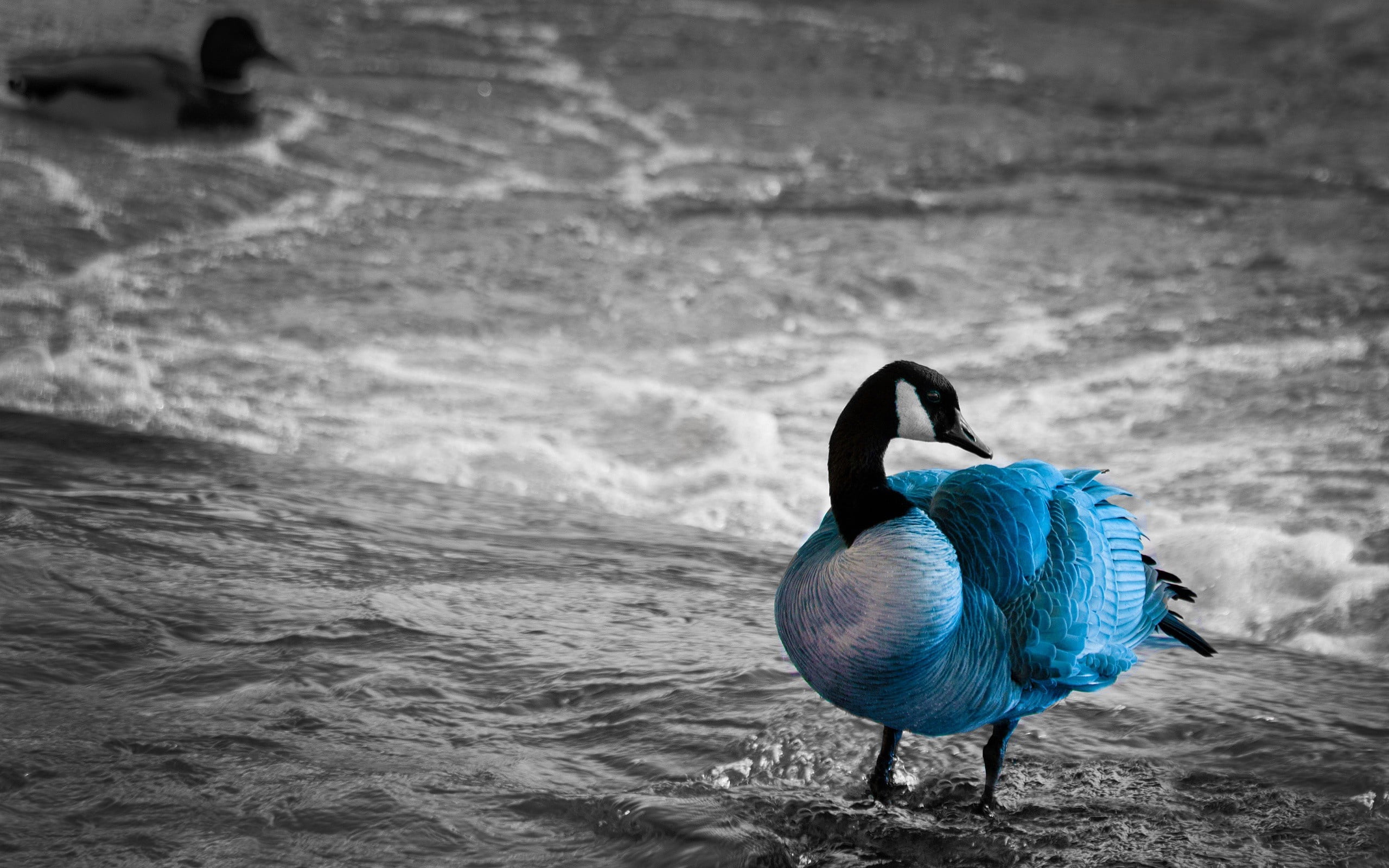 swan, unusual, lake Waterfowl, color, water Bird, pond, beak, reflection, river, blue, beach, sea, goose, day, feather, focus on foreground, wildlife, black Color, HD Wallpaper