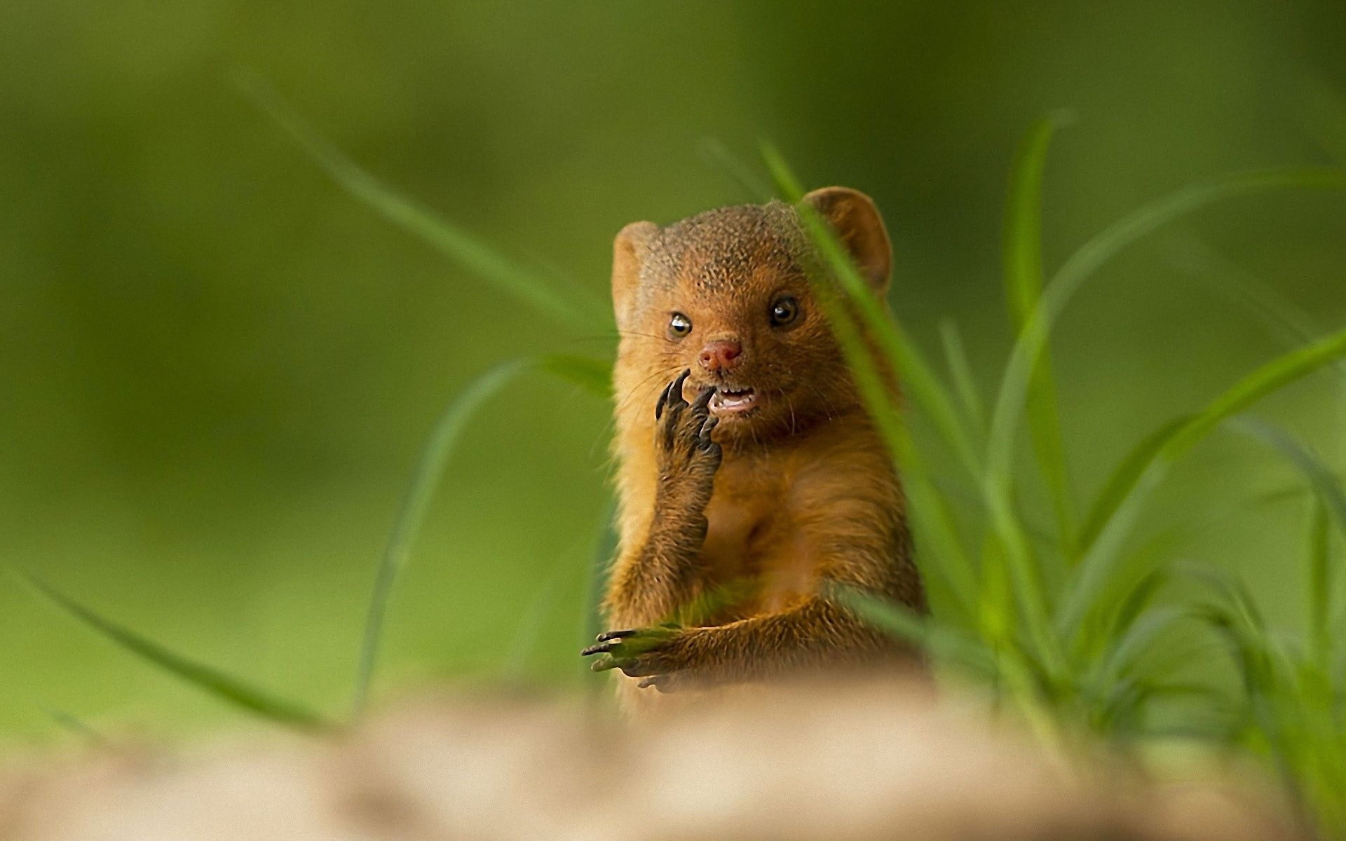 wildlife, looking at camera, mammal, small animal, muzzle, nature, portrait, grass, no People, 1080P, selective focus, young Animal, looking, outdoors, HD Wallpaper