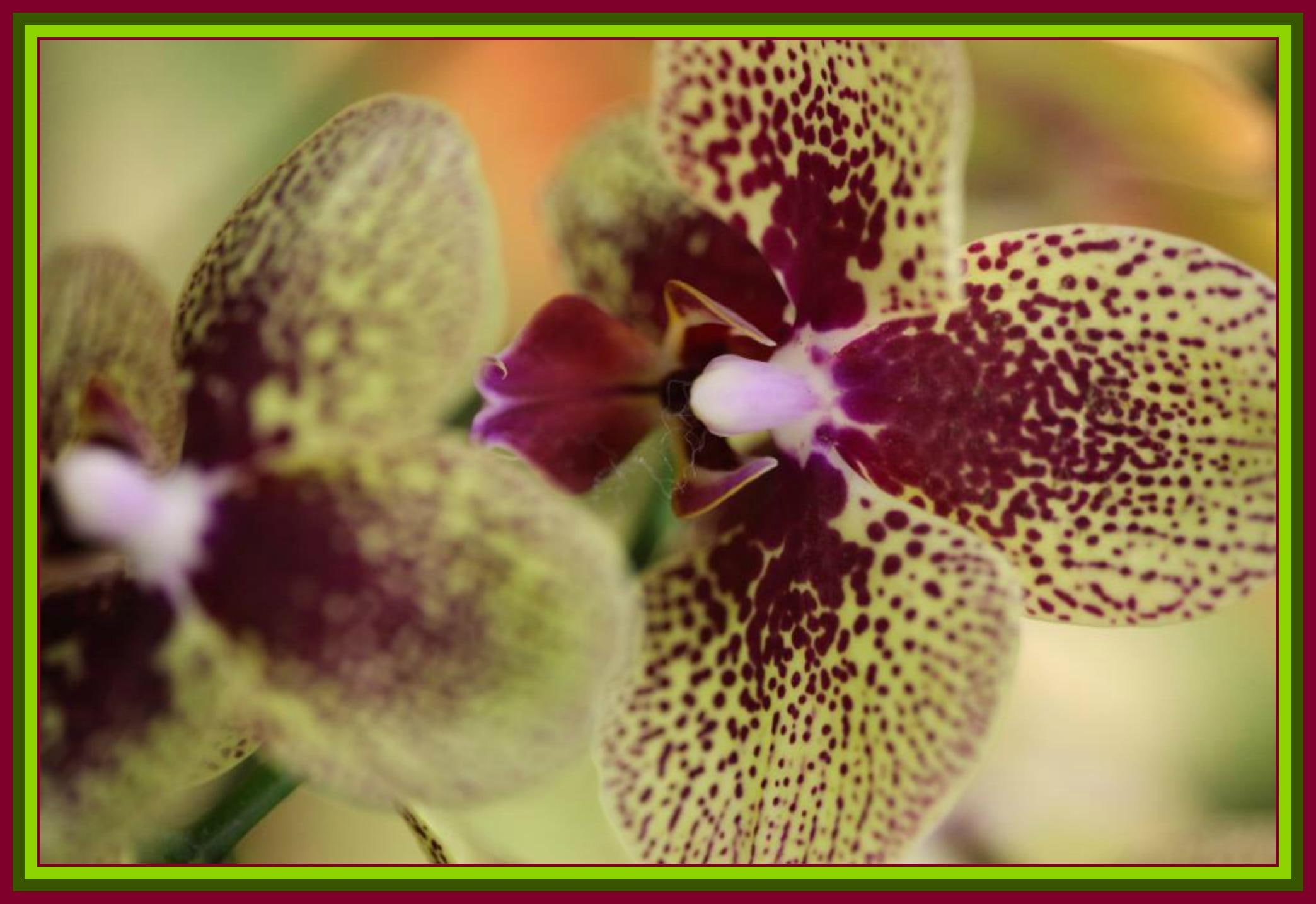 nature, 1080P, unusual, flowers, moth, nature and landscapes, orchid, HD Wallpaper