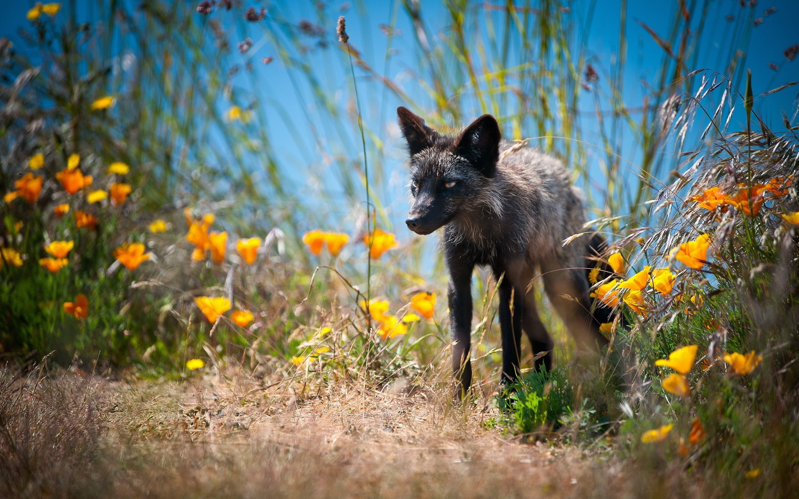 wolf, grass, animal, animal wildlife, unusual, canine, flower, gray Wolf, beauty In Nature, flowers, natural Land State, walk, animal Themes, selective focus, HD Wallpaper