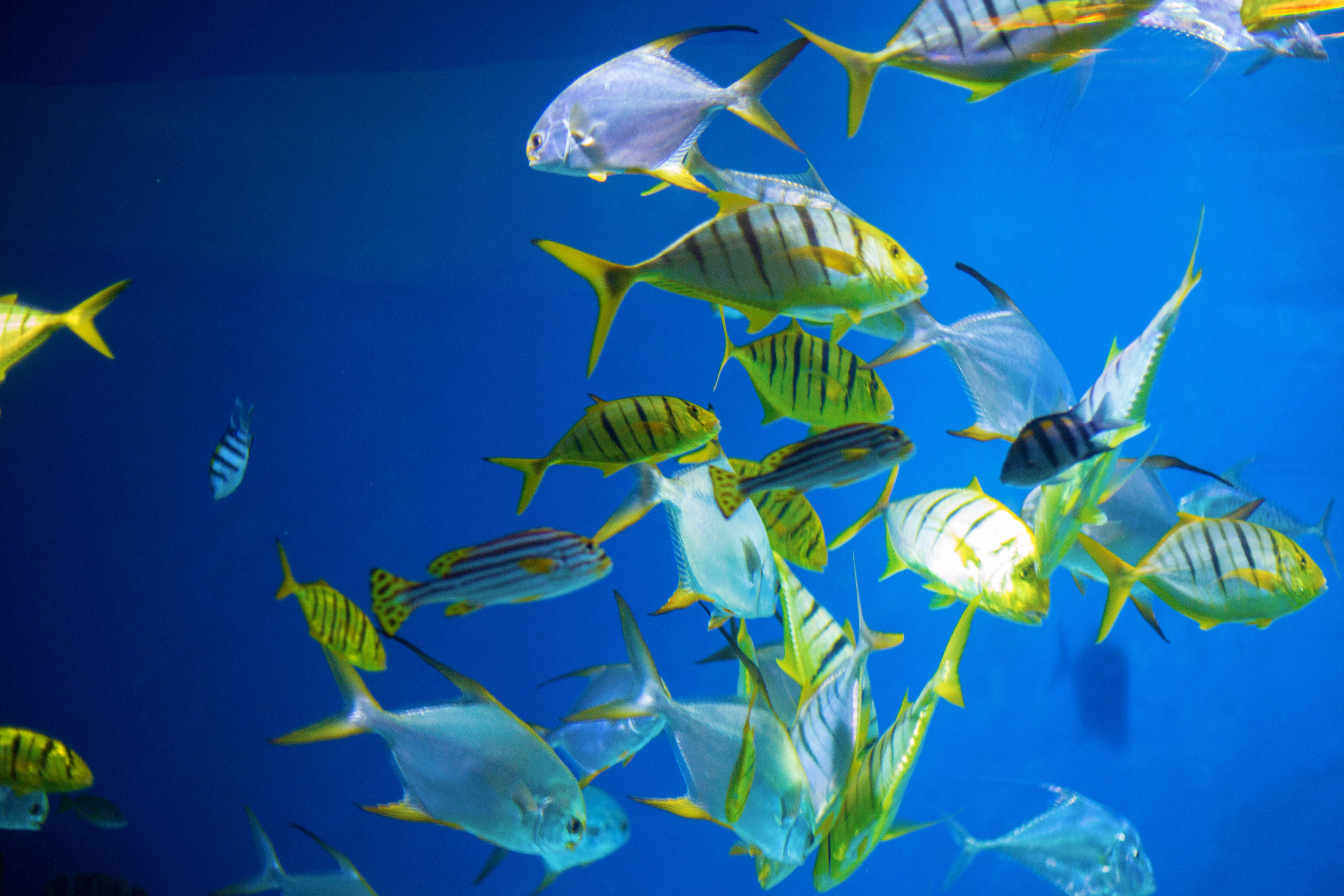 large group of animals, vertebrate, marine, fishes, group of animals, animal themes, grey, blue, underwater, animals in the wild, animal, undersea world, HD Wallpaper