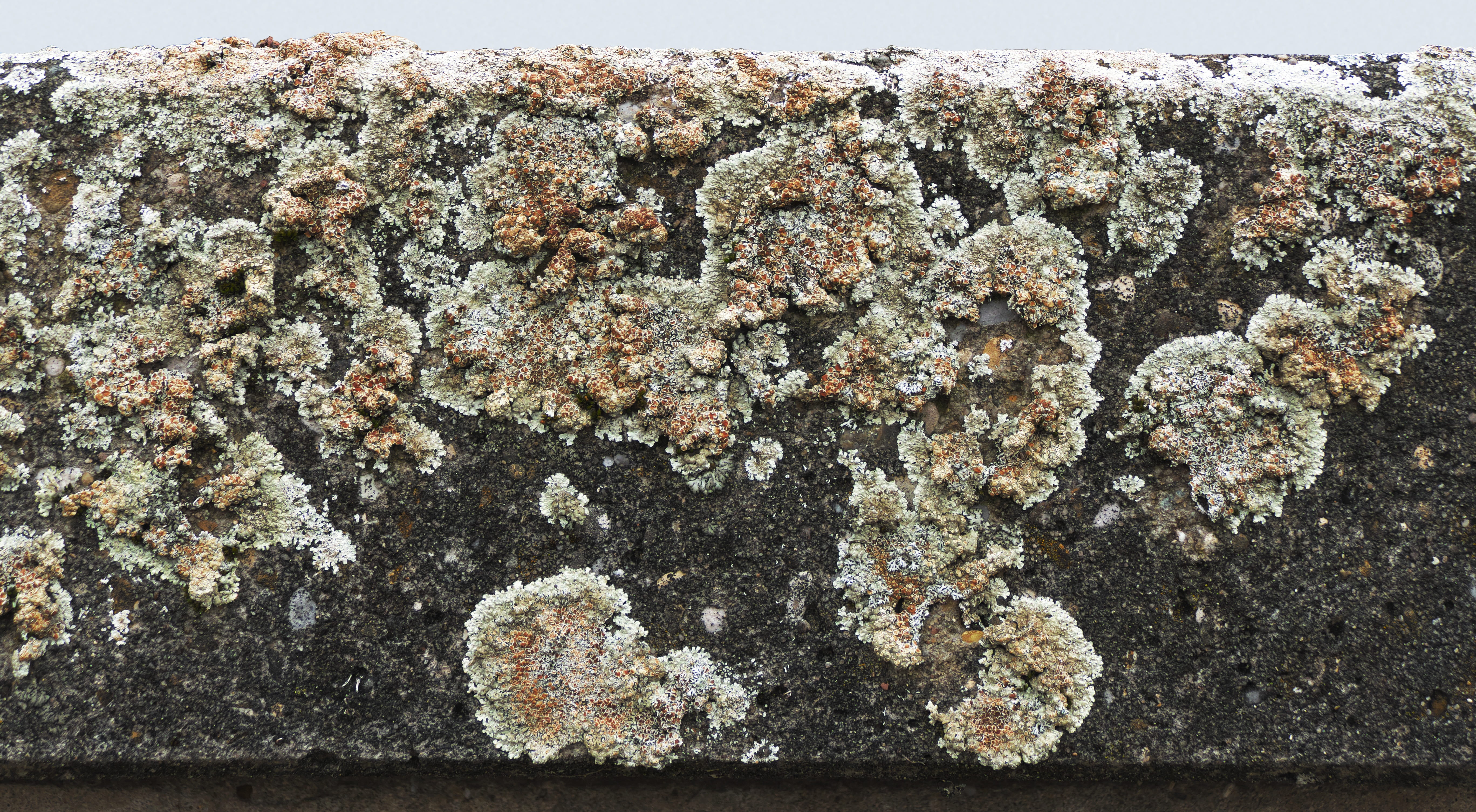 day, fungus, concrete element, fair faced concrete, beauty in nature, abstract, rough, pattern, rock - object, grain, nature, 5K, weave, lichen, structure, HD Wallpaper