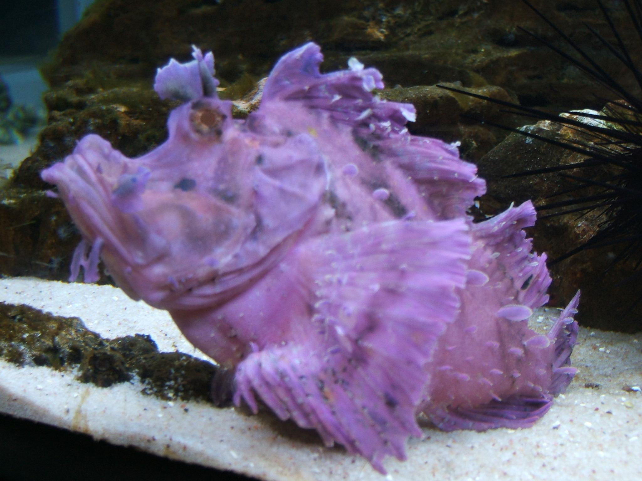 animals, fish, is it real, purple, 1080P, ugly, unusual, HD Wallpaper