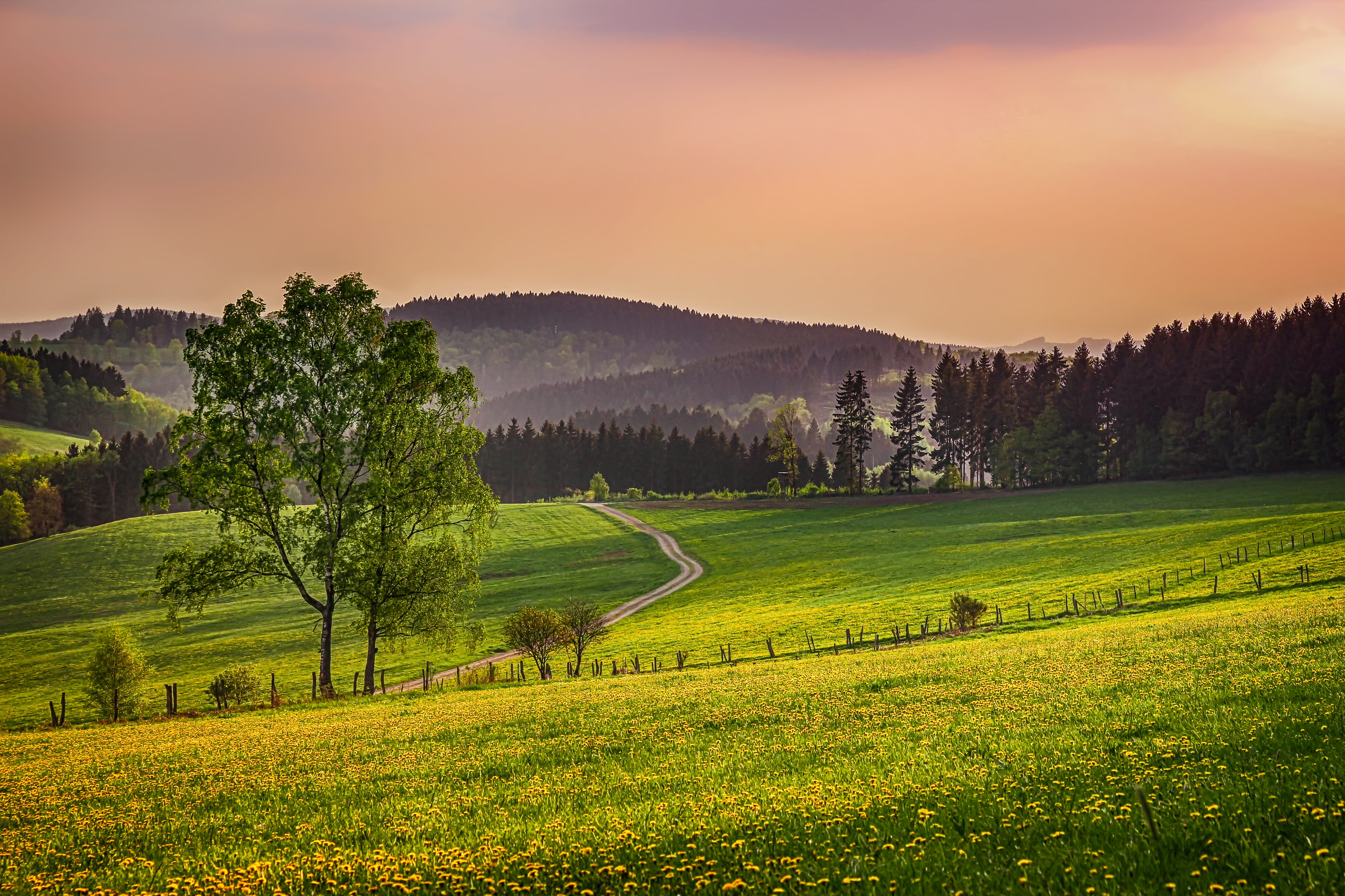 field, tranquil scene, north rhine westphalia, beauty in nature, landscape, sauerland, plant, light, green color, away, bloom, mountain country, mountain, HD Wallpaper