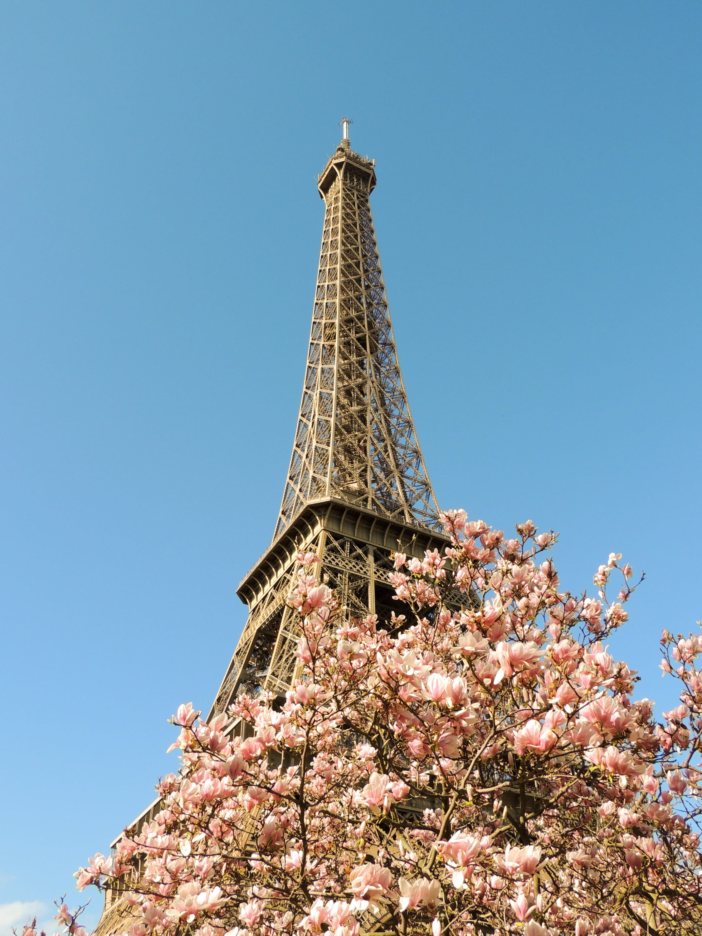 skyscraper, architecture, height, travel destinations, spire, culture, transmitter, tree, built structure, dissemination, antenna, cherry blossom, tower, Phone HD Wallpaper