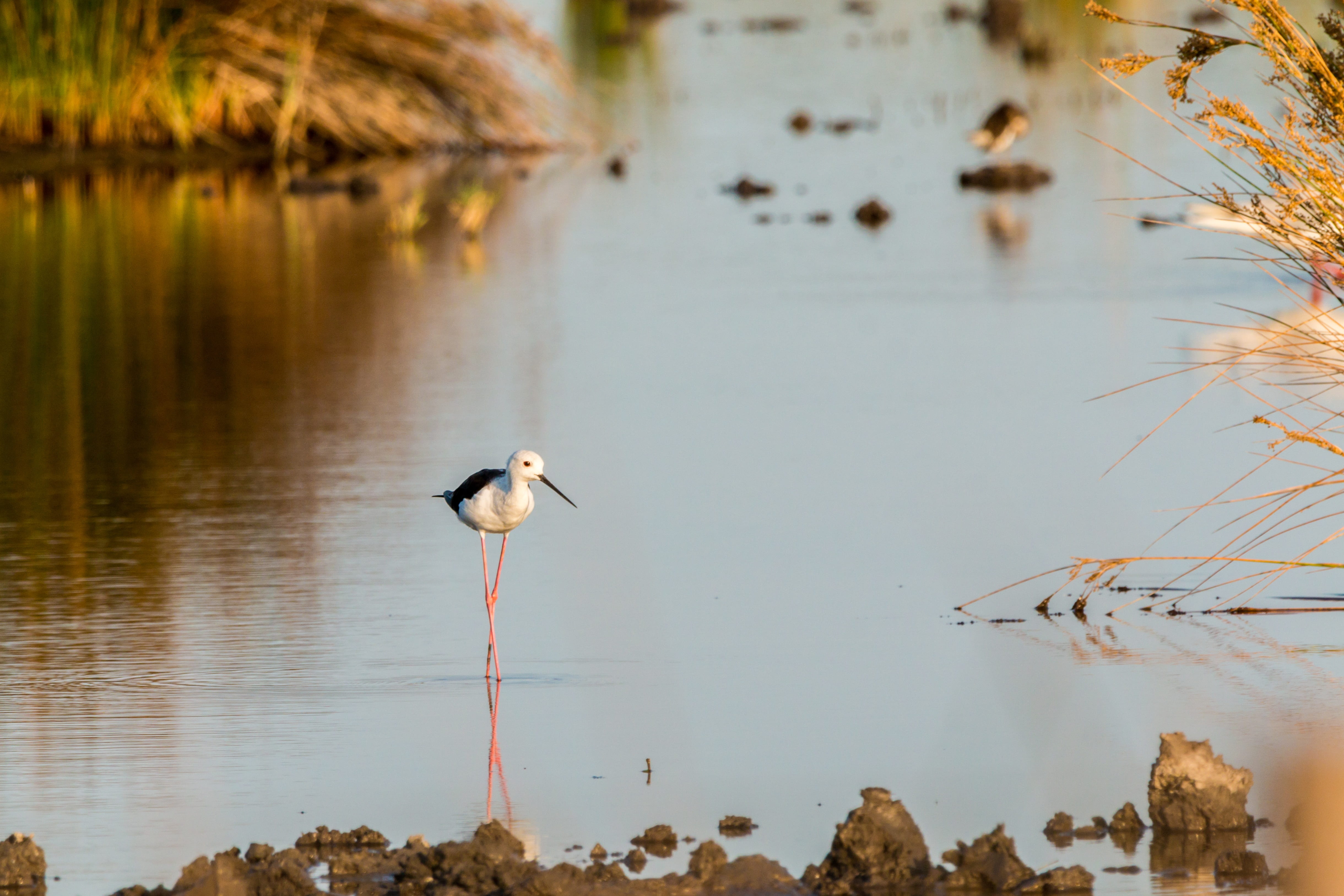 mirroring, animal, avocet, 4K, camargue, solid, focus on foreground, water, watt bird, animal themes, bird, stilt, lake, beauty in nature, arles, reflection, HD Wallpaper