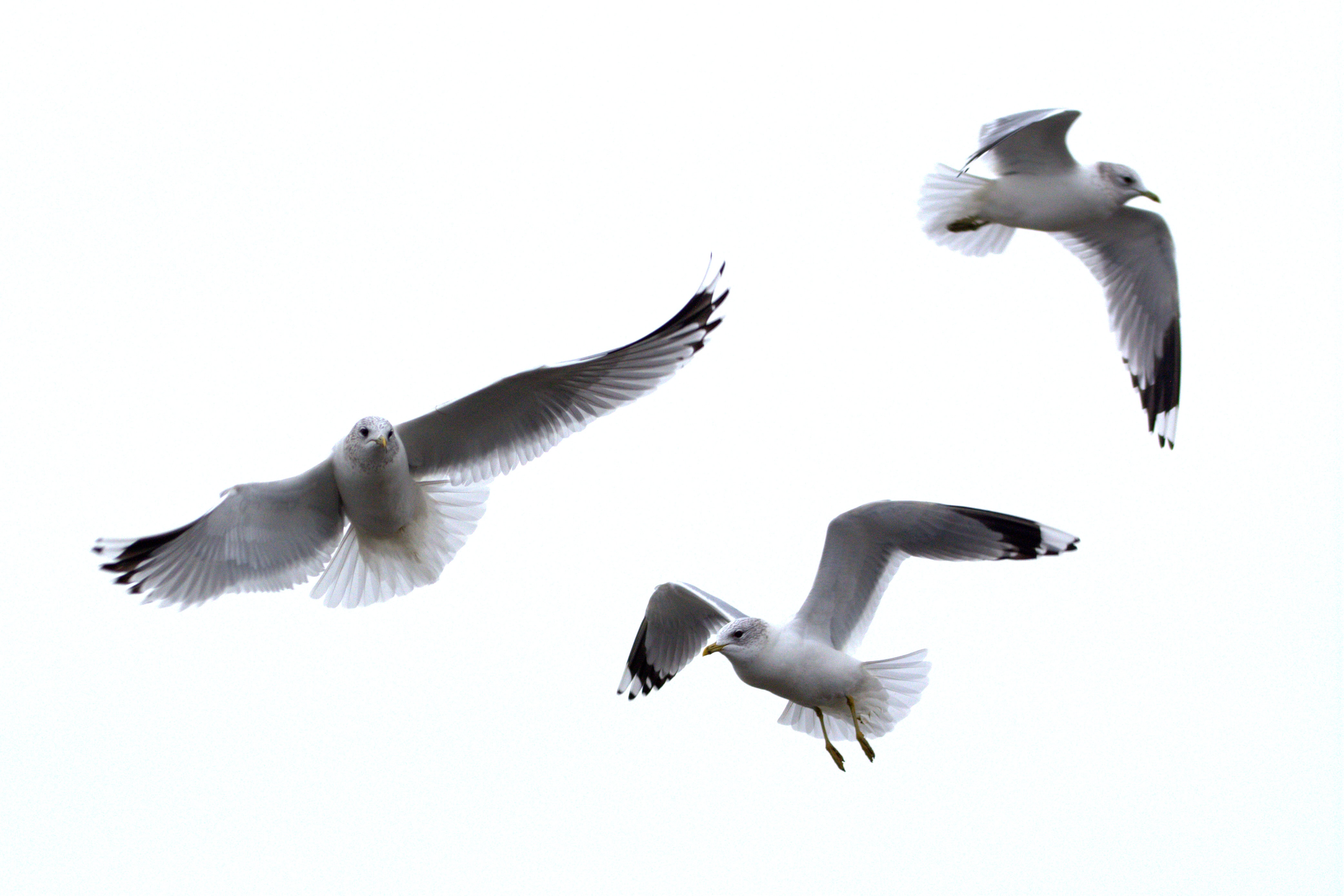sky, three animals, seagull, seevogel, vertebrate, sea, mid-air, water bird, flying, clear sky, animal themes, bird group, group of animals, species, large gull, HD Wallpaper