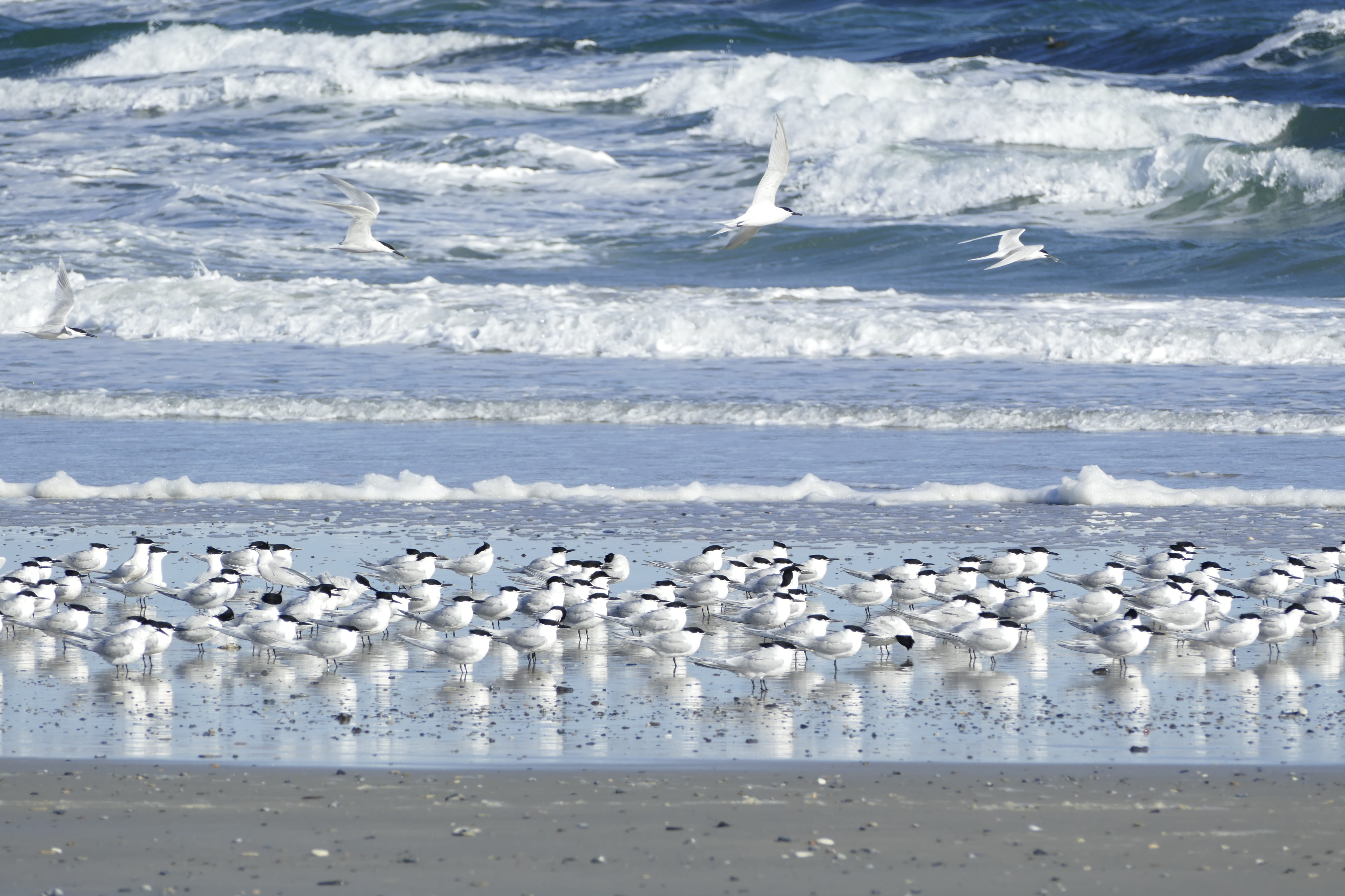 no people, 5K, animal, tern, large group of animals, animal wildlife, water, animals in the wild, surf, motion, beach, beauty in nature, terns, nature, HD Wallpaper