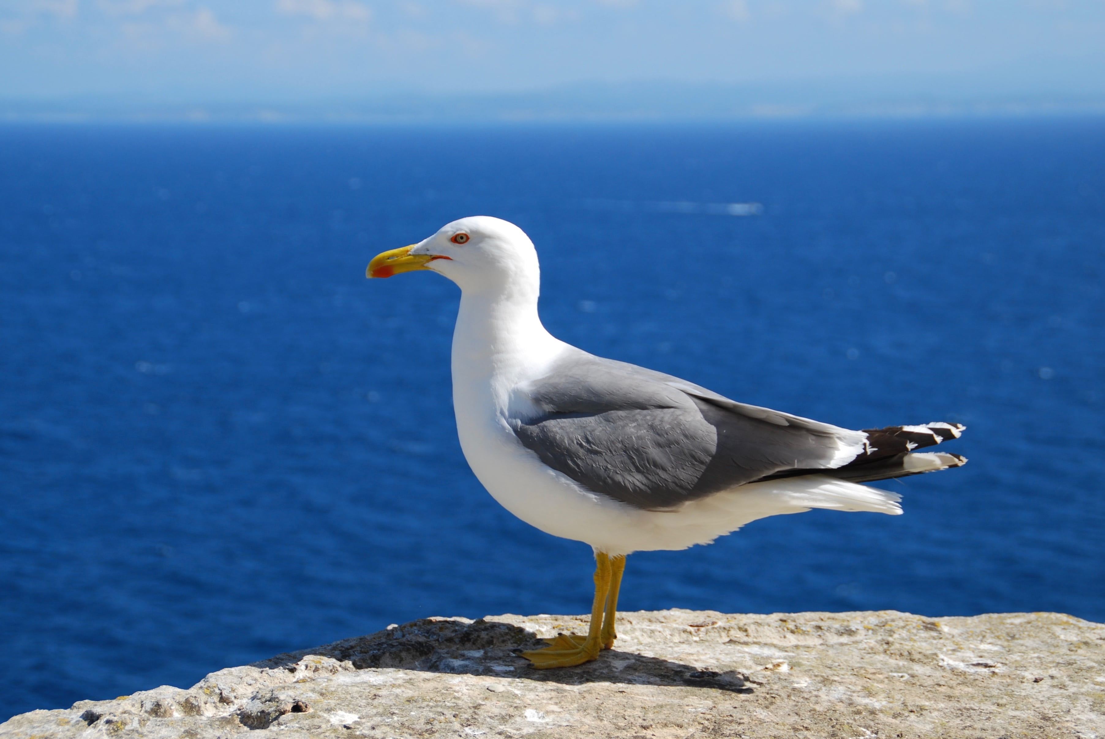 animals in the wild, shallow, vision, sea bird, rock - object, focus, animal, bird, beauty in nature, blue, og, water, nature, vertebrate, animal wildlife, HD Wallpaper