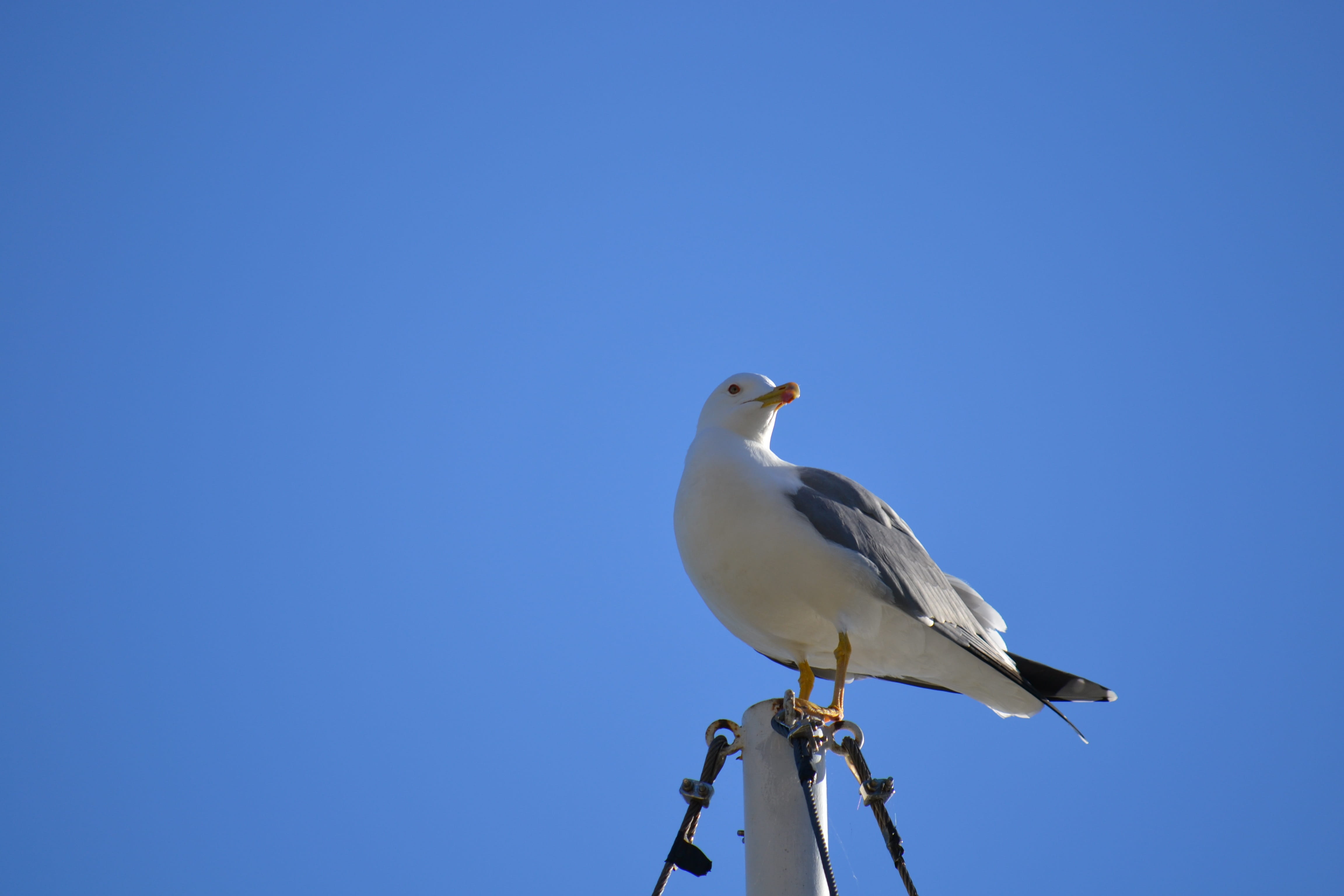 outdoors, no people, perching, low angle view, animals in the wild, vertebrate, sky, water bird, seagull, 4K, blue, bird, animal, full length, animal wildlife, HD Wallpaper
