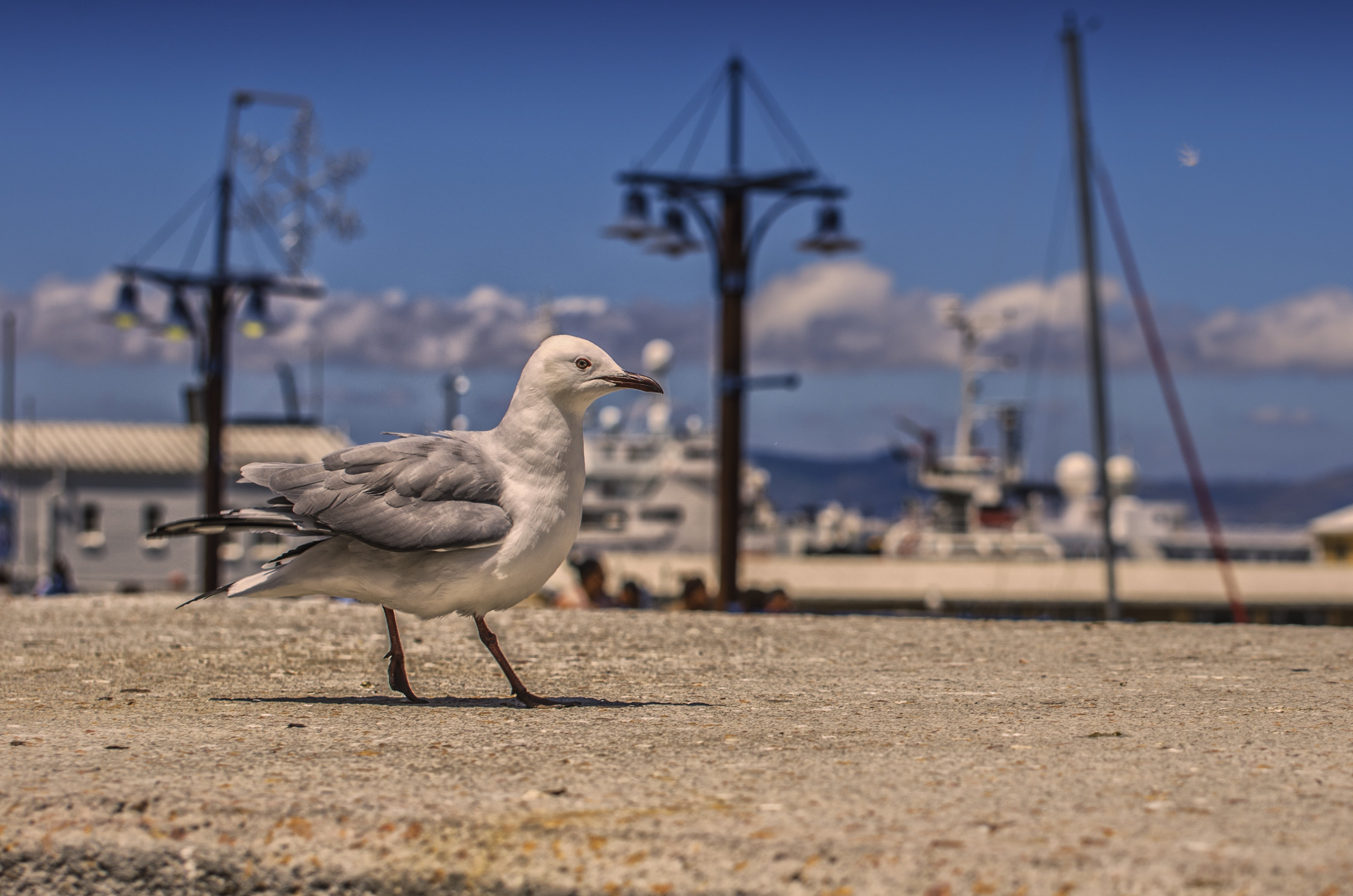 one animal, animal, full length, south africa, no people, nature, animal themes, vertebrate, water, selective focus, close, animal wildlife, seagull, chicken - bird, HD Wallpaper