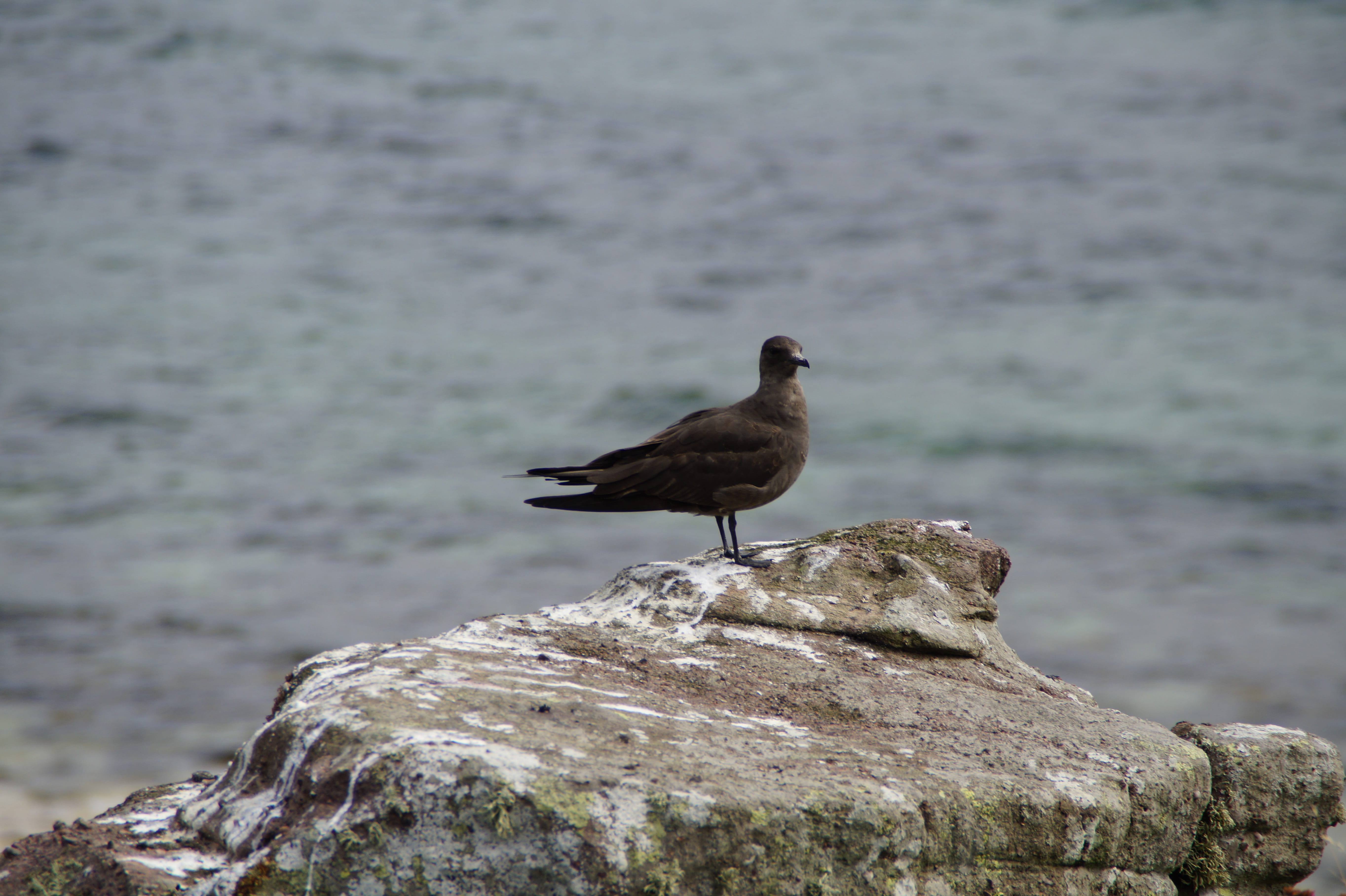 rock - object, animal themes, animals in the wild, animal, handa, day, united kingdom, water, focus on foreground, outdoors, nature, 5K, sea, skua, rock, HD Wallpaper