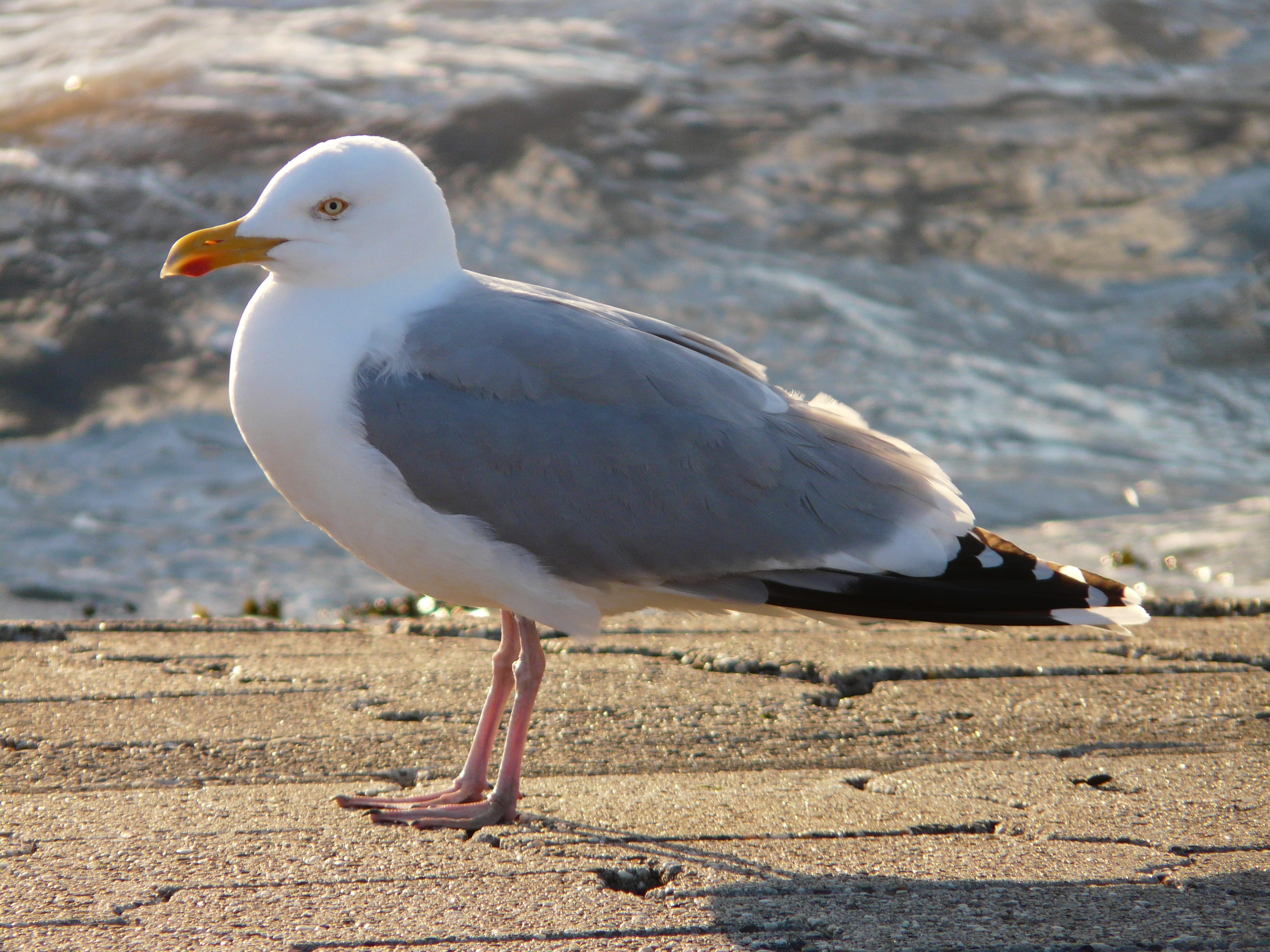 wildlife, land, focus on foreground, laridae, one animal, sea, seevogel, no people, full length, larus argentatus, Up, nature, white color, animals in the wild, HD Wallpaper