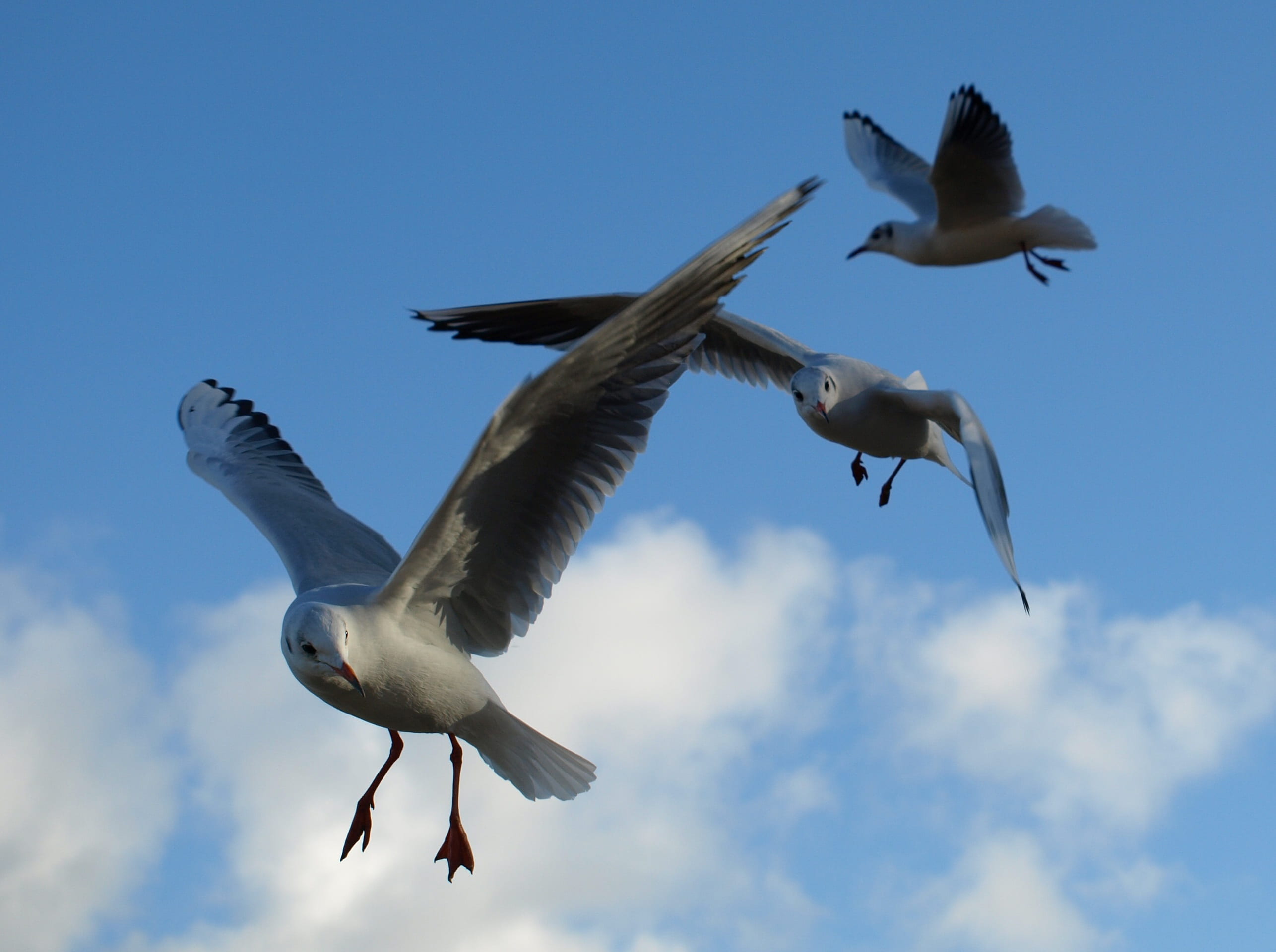 day, gull species, sky, seevogel, close, animals in the wild, species, vertebrate, blue, animal, motion, no people, flight, group of animals, animal portrait, HD Wallpaper