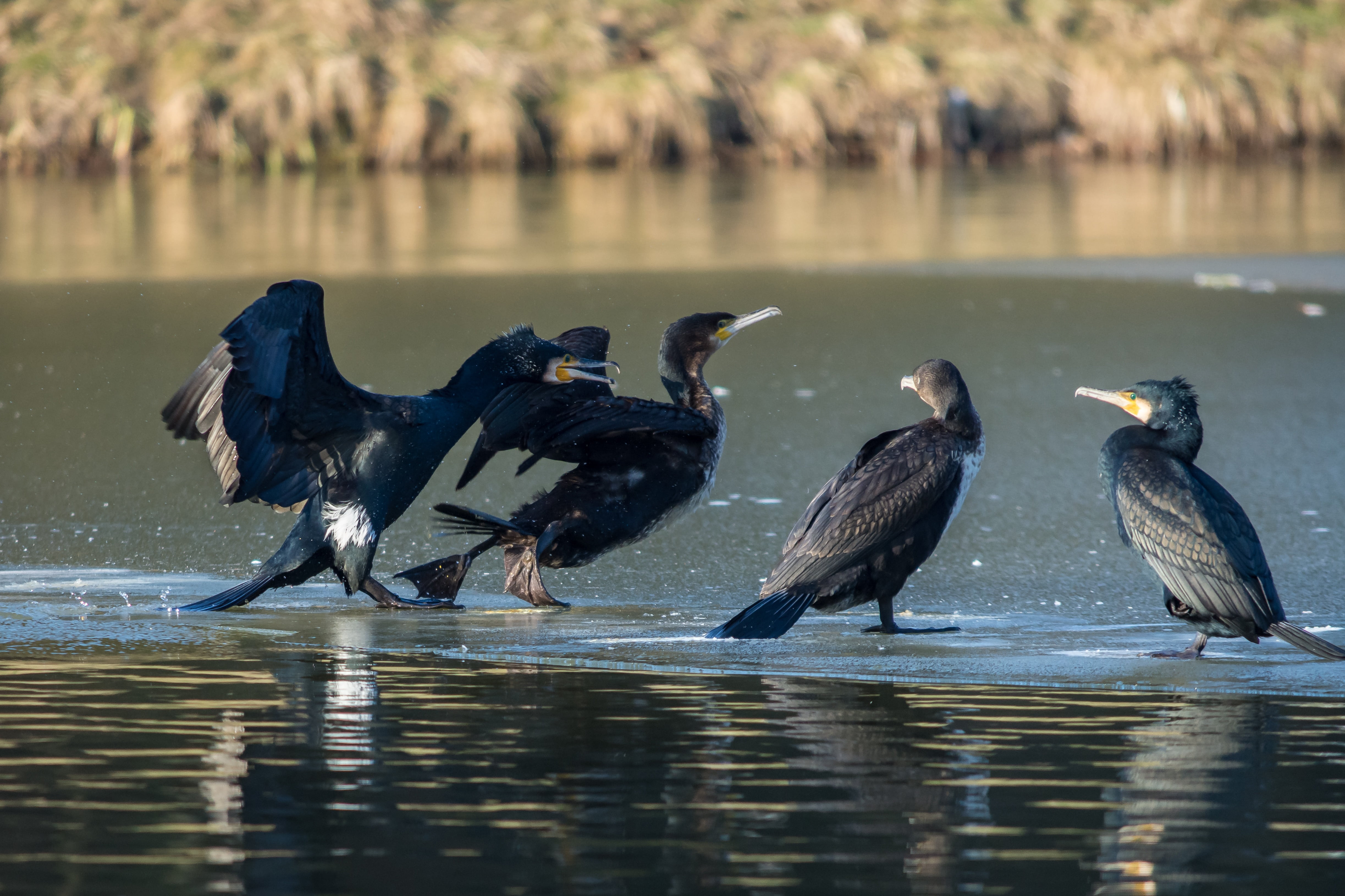 animal themes, reflection, vertebrate, fauna, no people, bill, 4K, bird, nature, phalacrocorax carbo, animal, plumage, seevogel, two animals, water, birds, HD Wallpaper