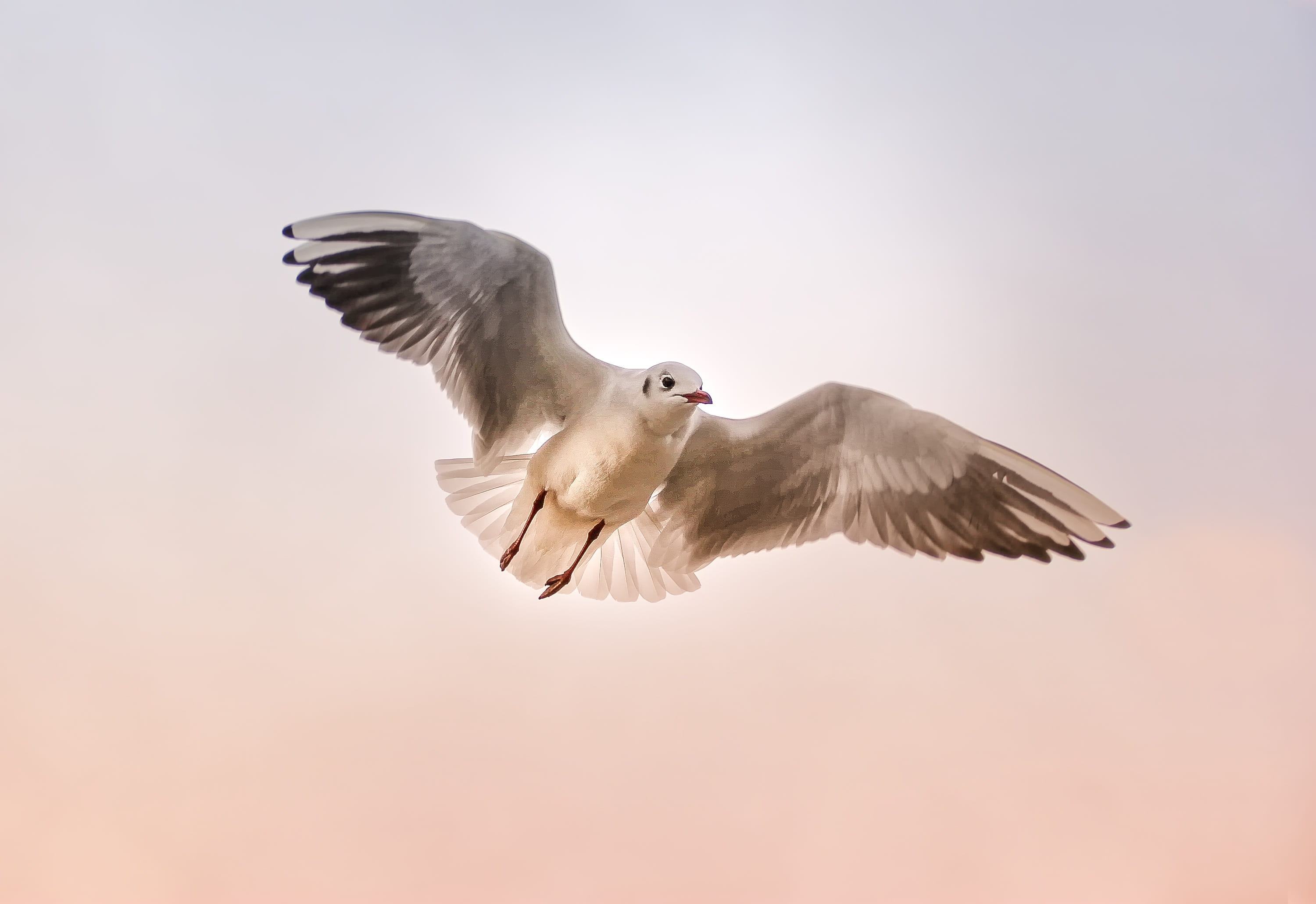 creature, approach, fly, freedom, animals in the wild, seevogel, flapping, float, grey, vertebrate, low angle view, bird, one animal, white, light brown, HD Wallpaper
