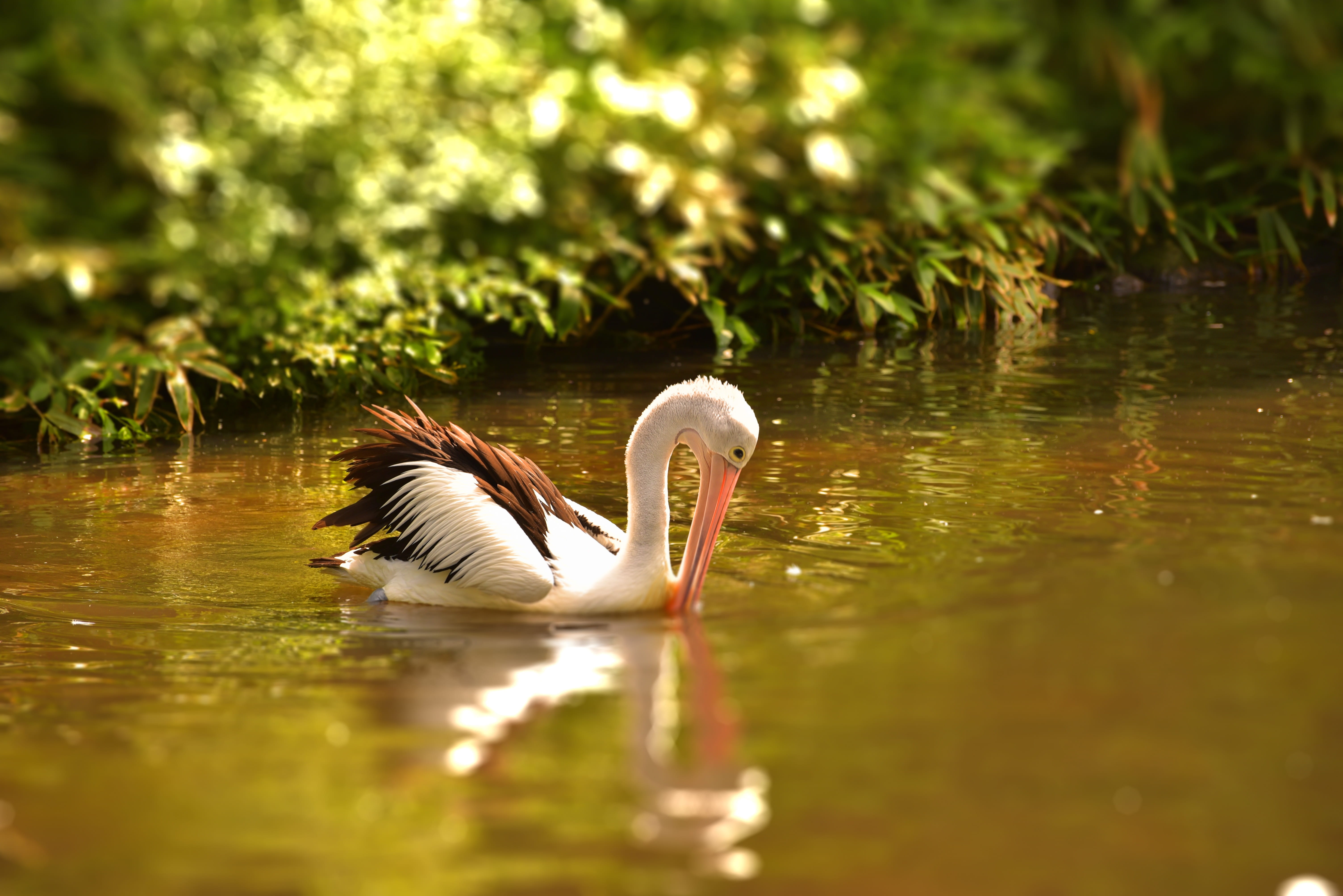 one animal, swimming, vertebrate, pink pelican, water bird, Bird, Water, Pelikan, Nature, beauty in nature, water, swim, reflection, large beak, waterfront, HD Wallpaper