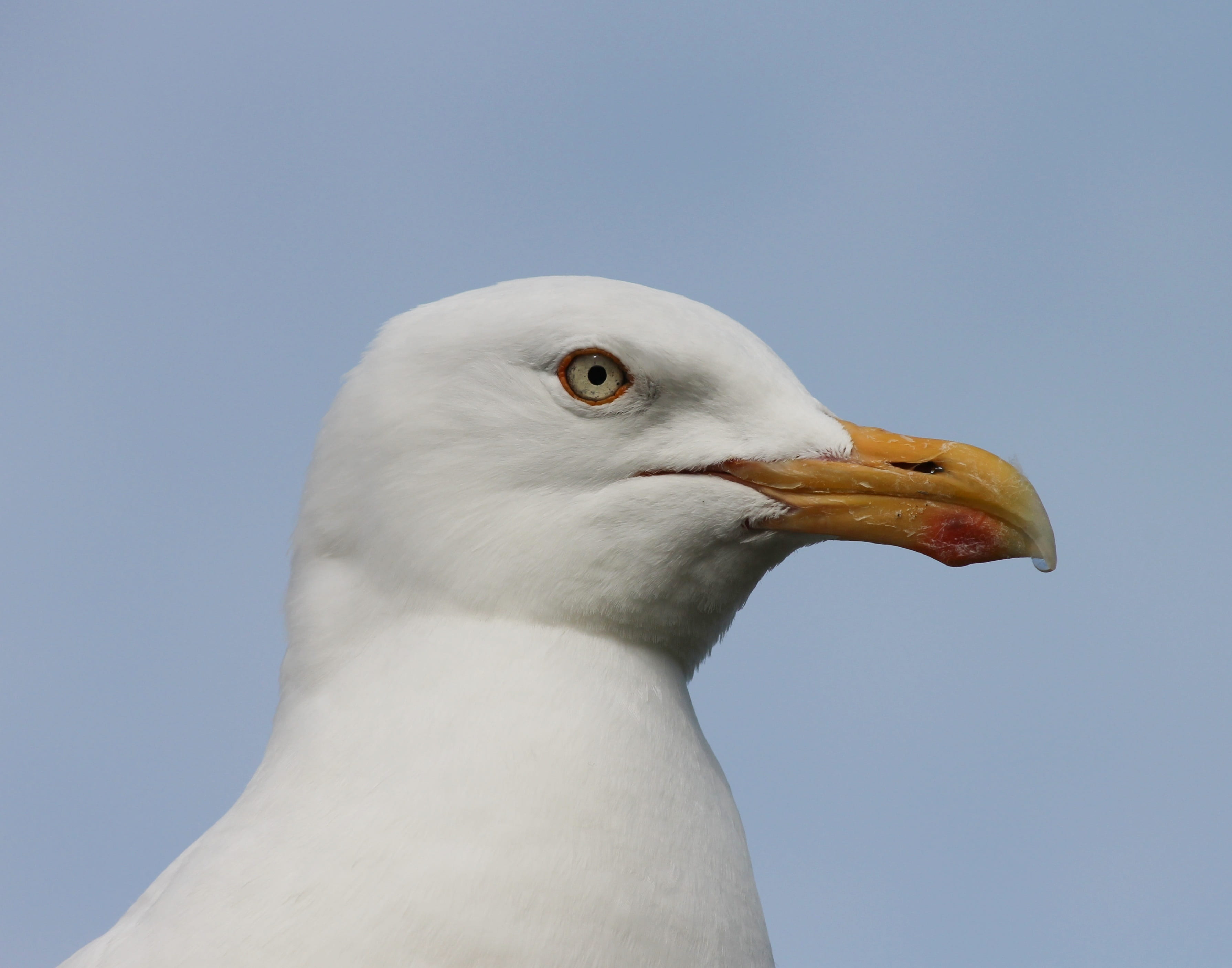 sea, water bird, charadriiformes, outdoors, laridae, lake, animal eye, profile view, head, animal head, animal body part, coast, day, close-up, bill, wing, HD Wallpaper