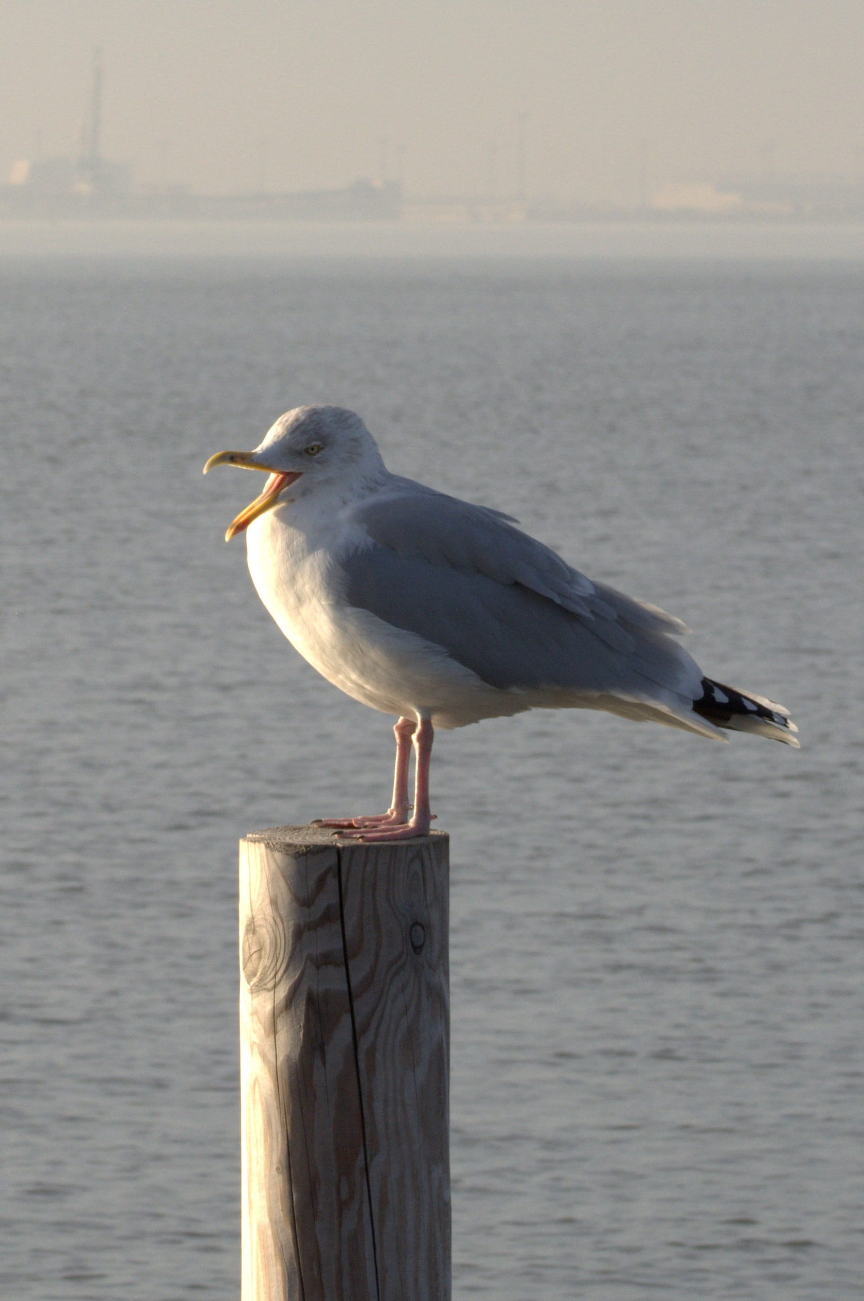animal, focus on foreground, species, laridae, water bird, nature, perching, north sea, large gull, Bird, day, animal themes, one animal, Larus, water, Phone HD Wallpaper
