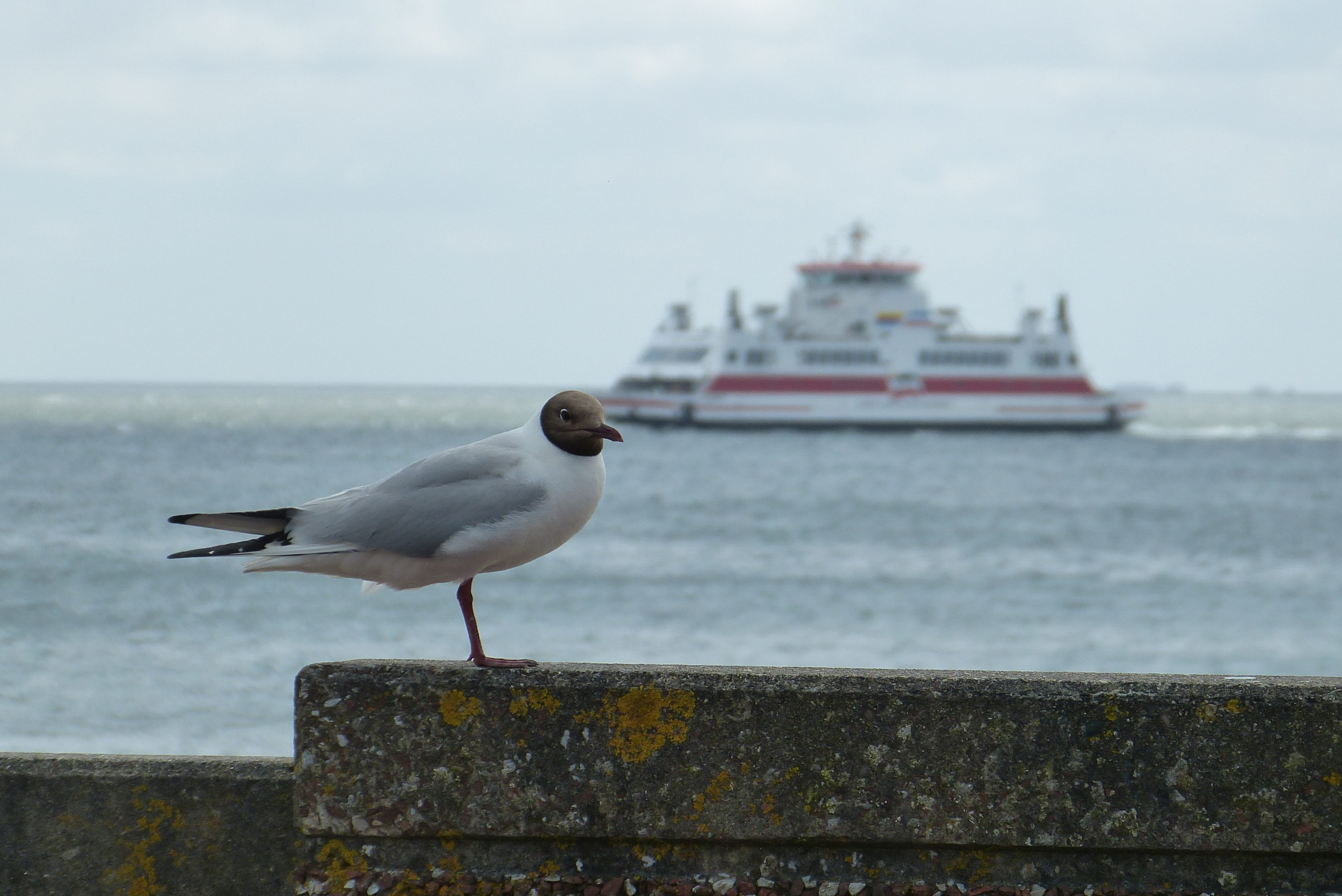 sky, island, focus on foreground, 4K, Black Headed Gull, horizon, seevogel, shipping, recovery, water, animal, day, cruise ship, bird, Ferry, sea bird, HD Wallpaper