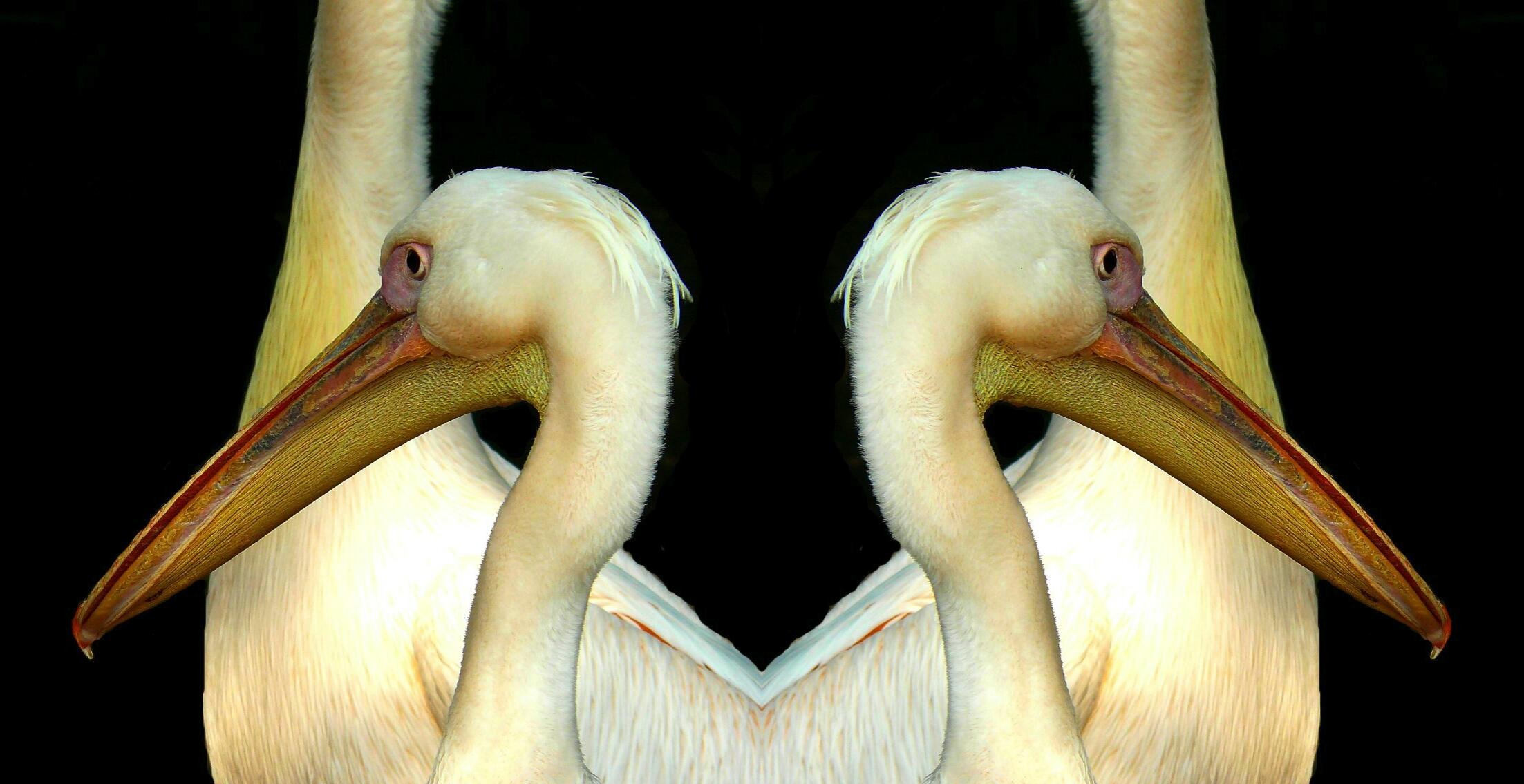 close, species, animal body part, double, vertebrate, portrait, animal head, mirrored, close-up, animal themes, black background, seevogel, animal world, HD Wallpaper