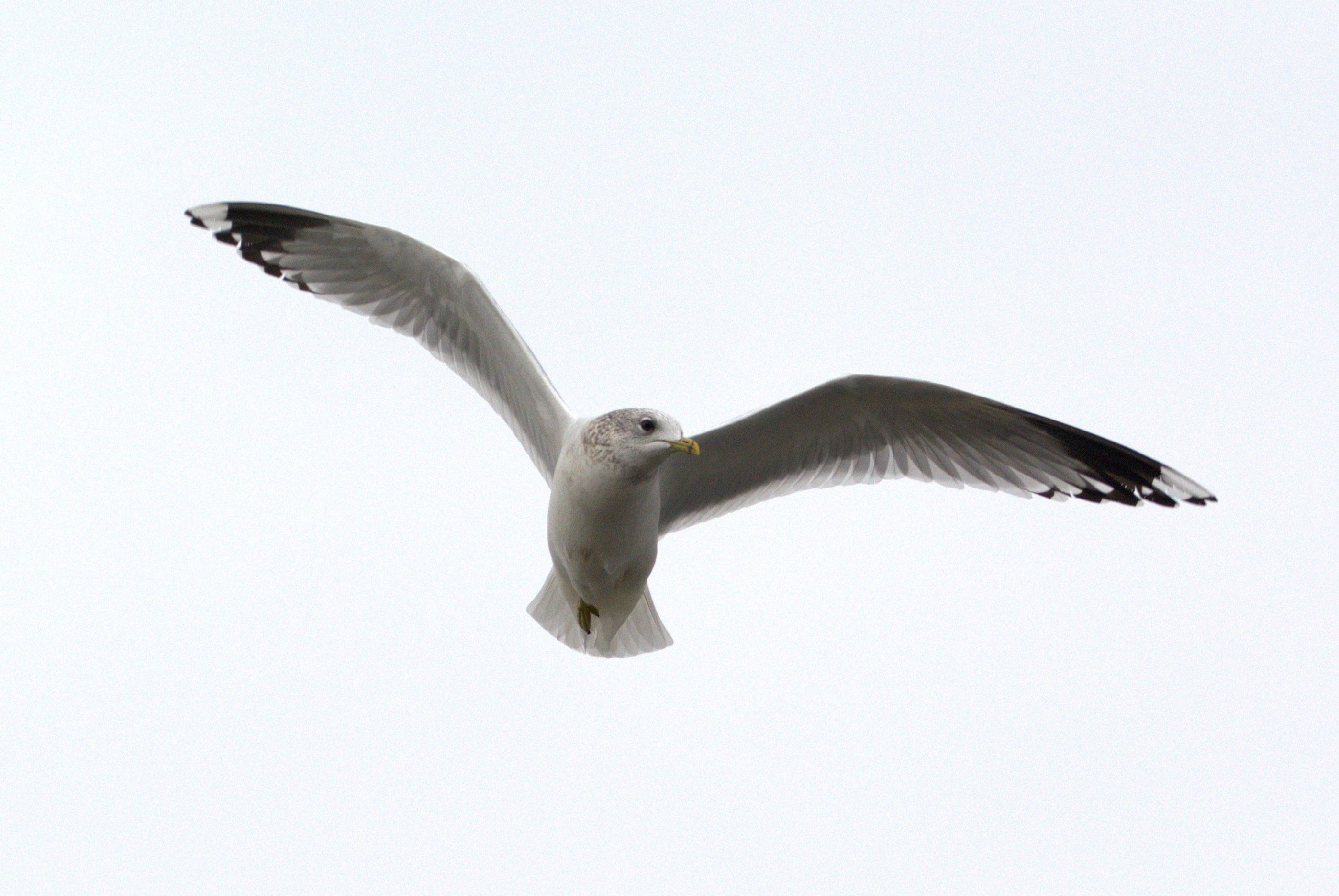 seevogel, herring gull, sky, large gull, animal wing, charadriiformes, vertebrate, flying, seagull, nature, species, north sea, white, eagle, larus, water, HD Wallpaper