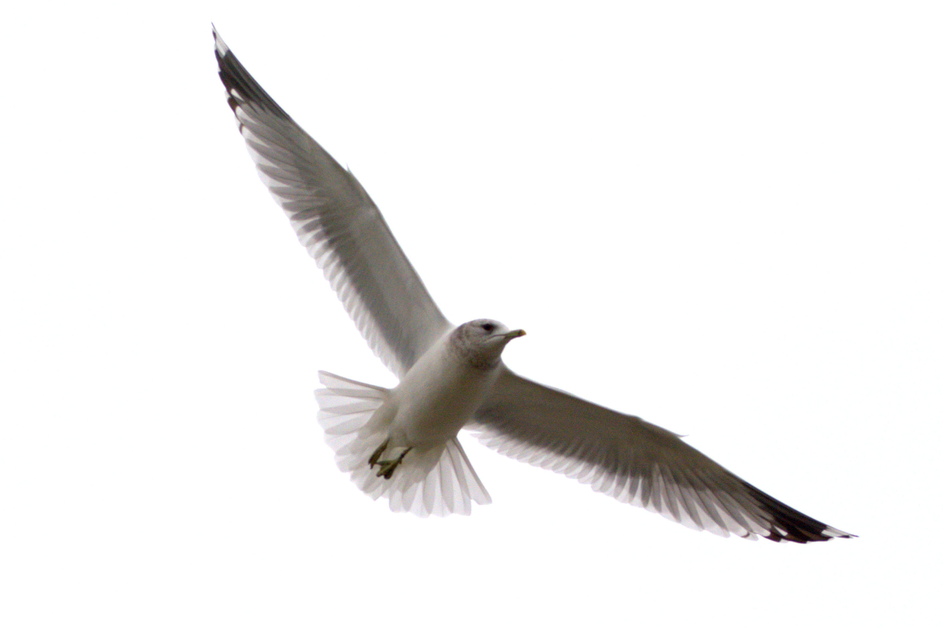 laridae, fly, motion, north sea, large gull, animals in the wild, animal, animal wildlife, sea, sky, copy space, low angle view, flight, flapping, 2K, HD Wallpaper