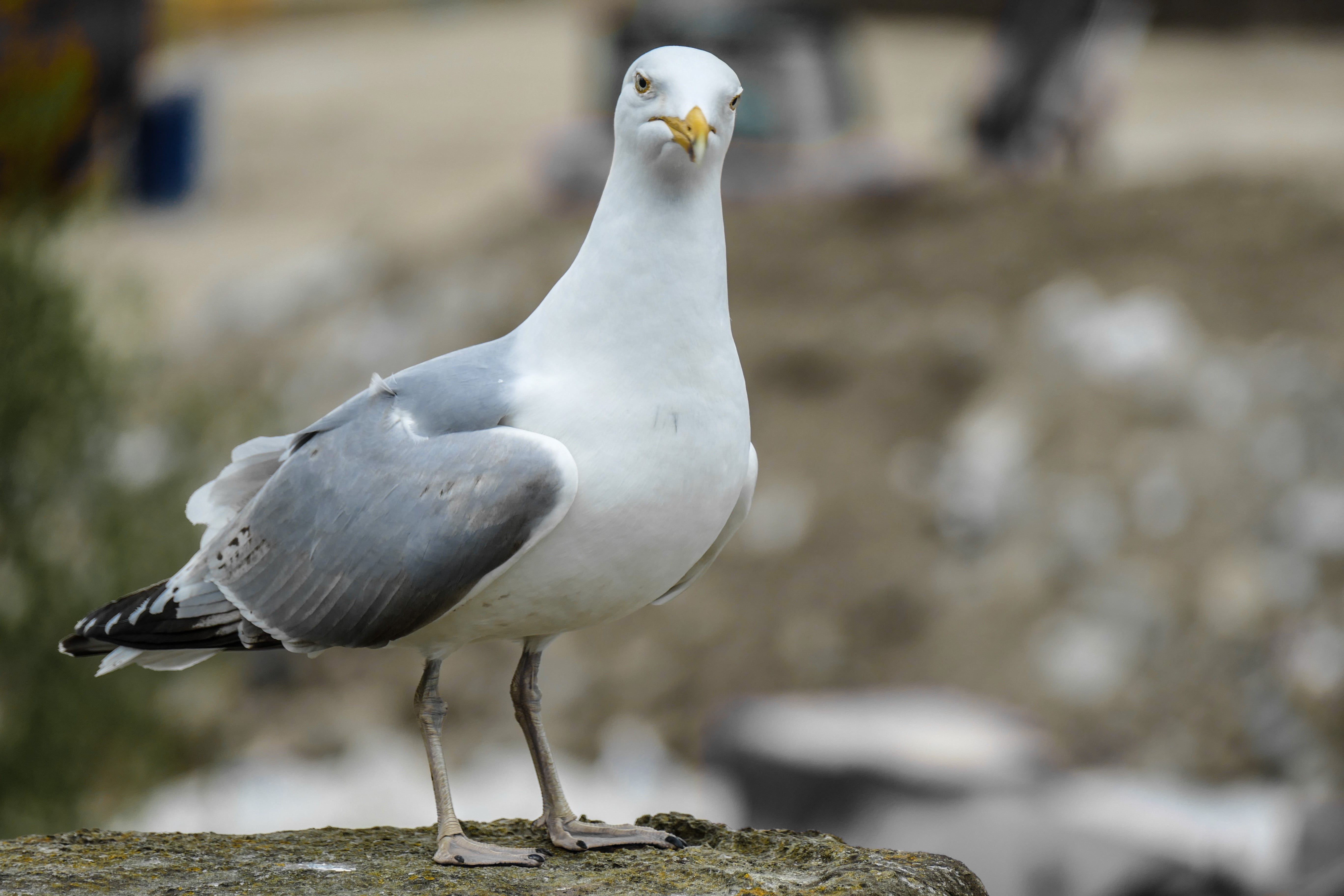 rock - object, vertebrate, ocean, water, animals in the wild, animal, animal themes, sea, water bird, full length, white color, close-up, outdoors, animal wildlife, HD Wallpaper