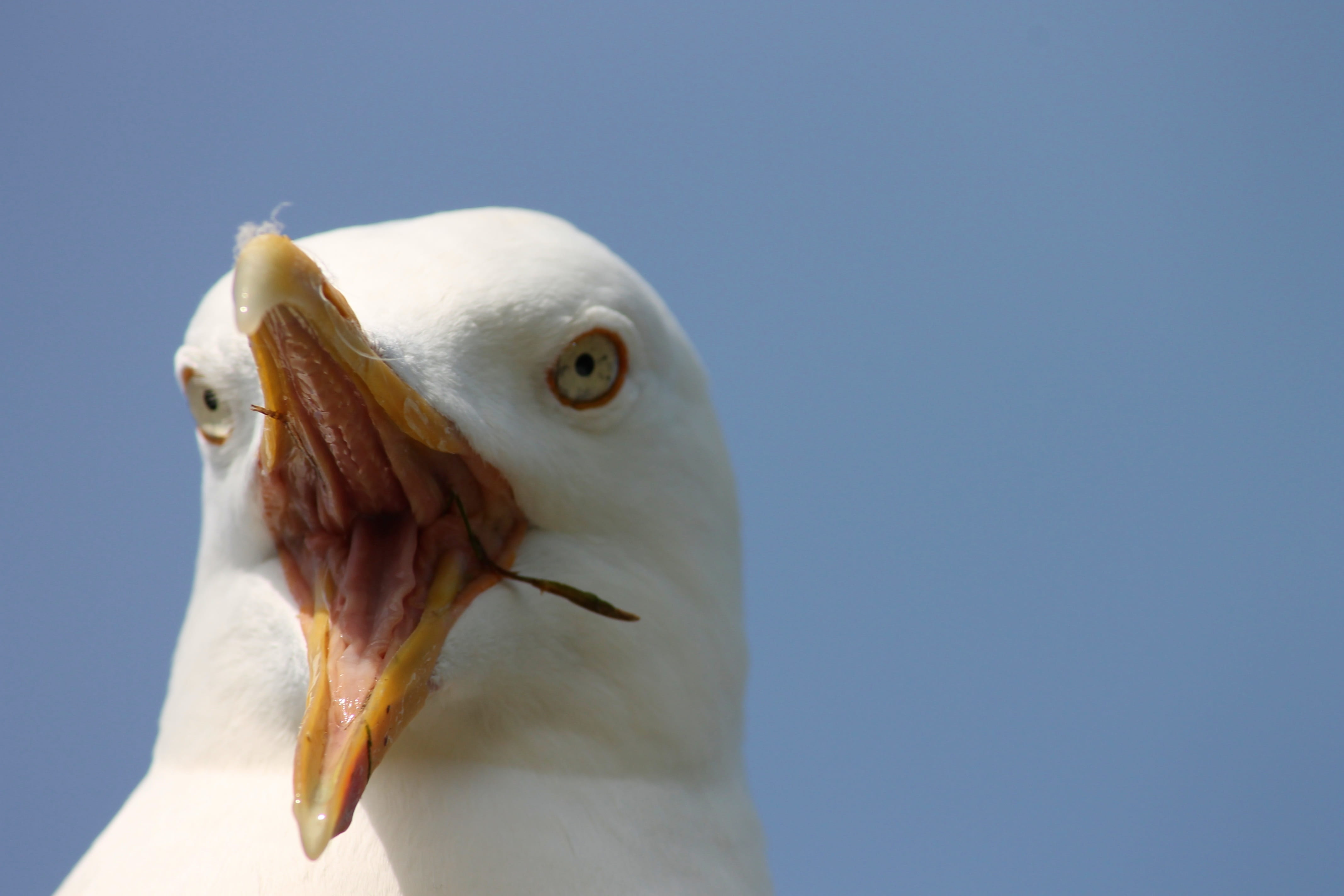 portrait, laridae, bill, attention, scream, animal head, animal eye, blue background, head, animal portrait, animal body part, animals in the wild, animal, HD Wallpaper