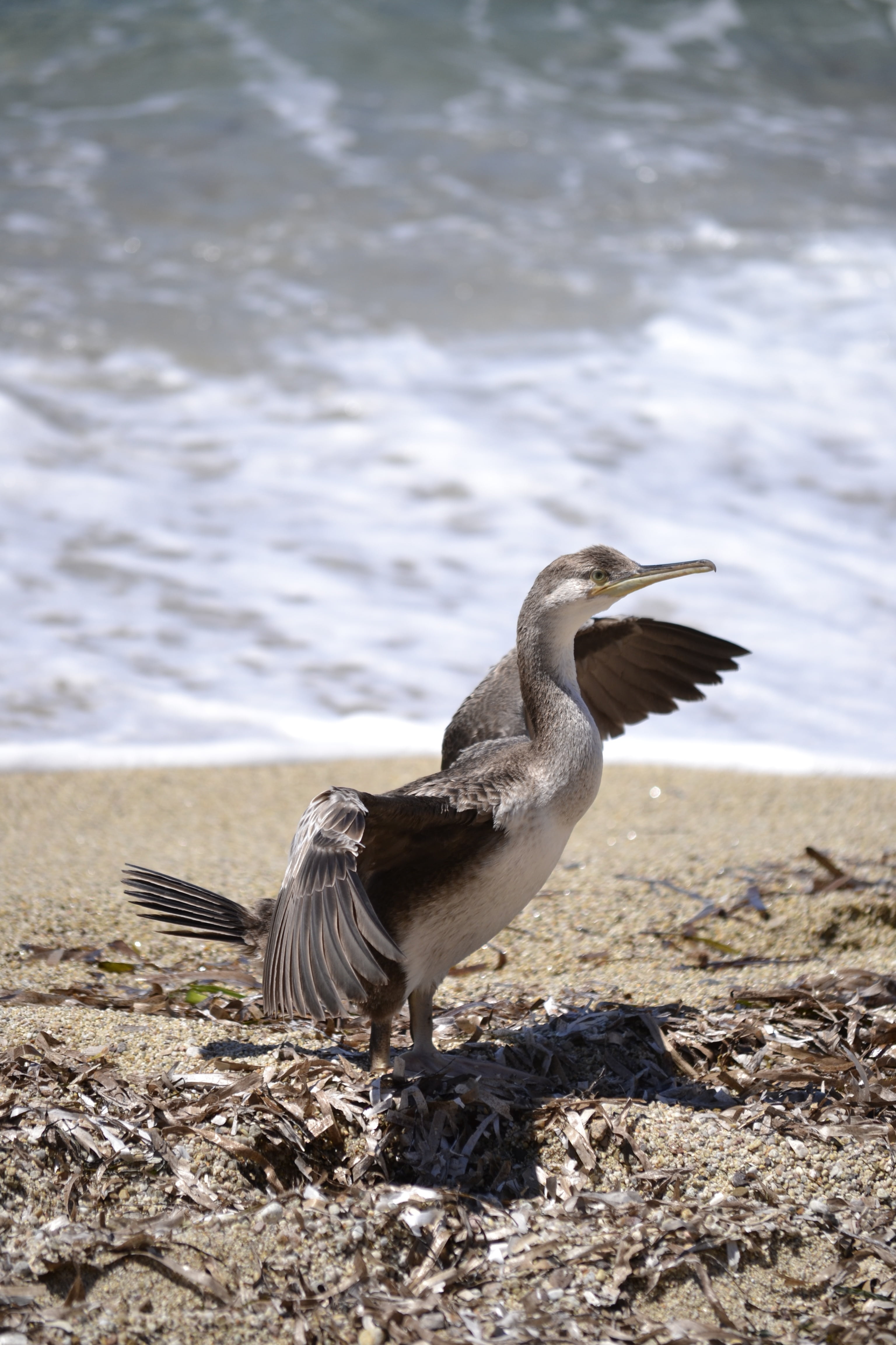 lakeshore, outdoors, heron, birds, vertebrate, animal themes, day, sea birds, land, animal wildlife, rock, beach, focus on foreground, nature, bird, 4K, Phone HD Wallpaper
