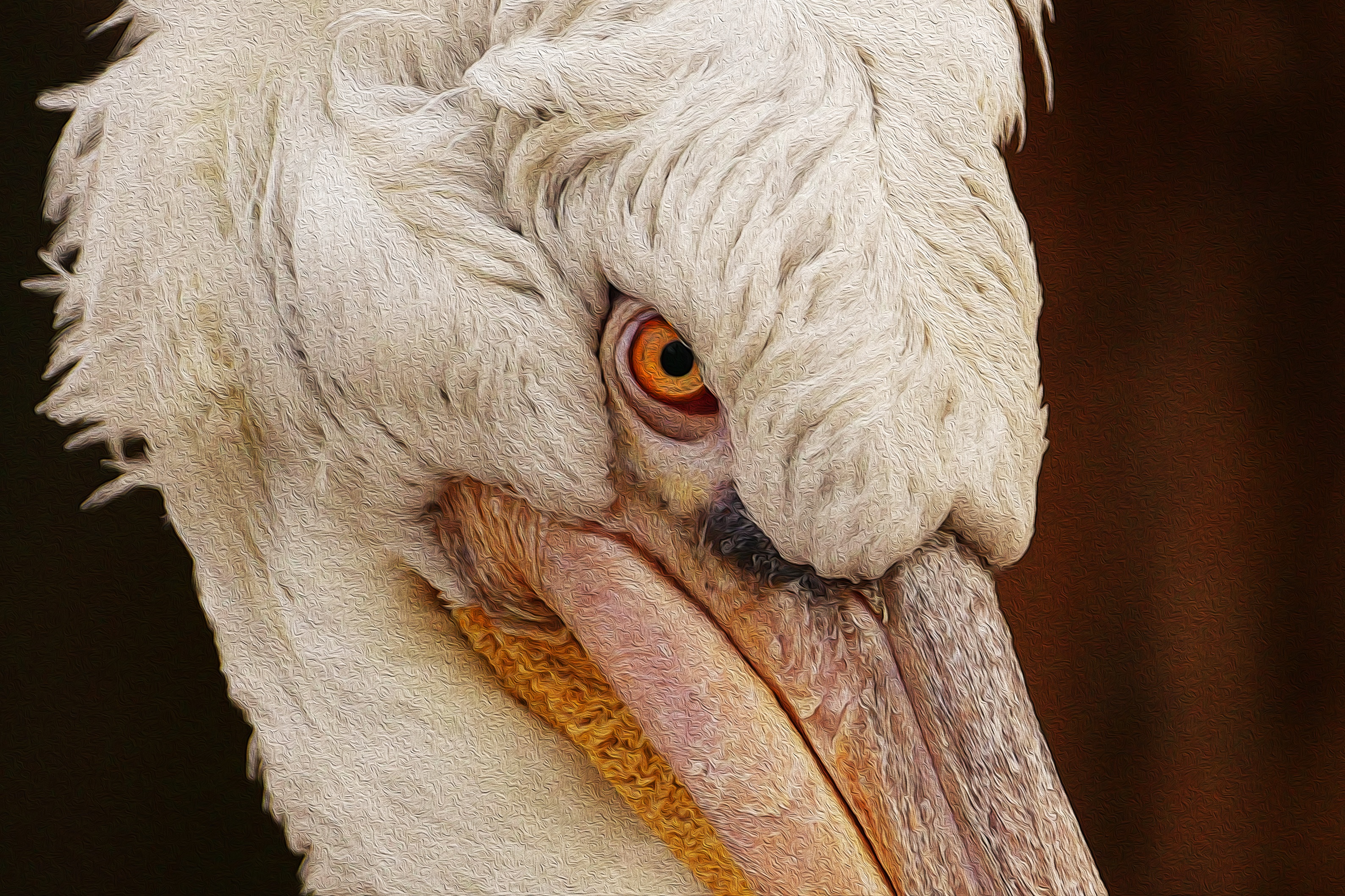 waterfowl, eye, zoo, black background, plumage, white, outdoors, nature, close-up, animal body part, seevogel, animal, view, animal head, bird, water bird, HD Wallpaper