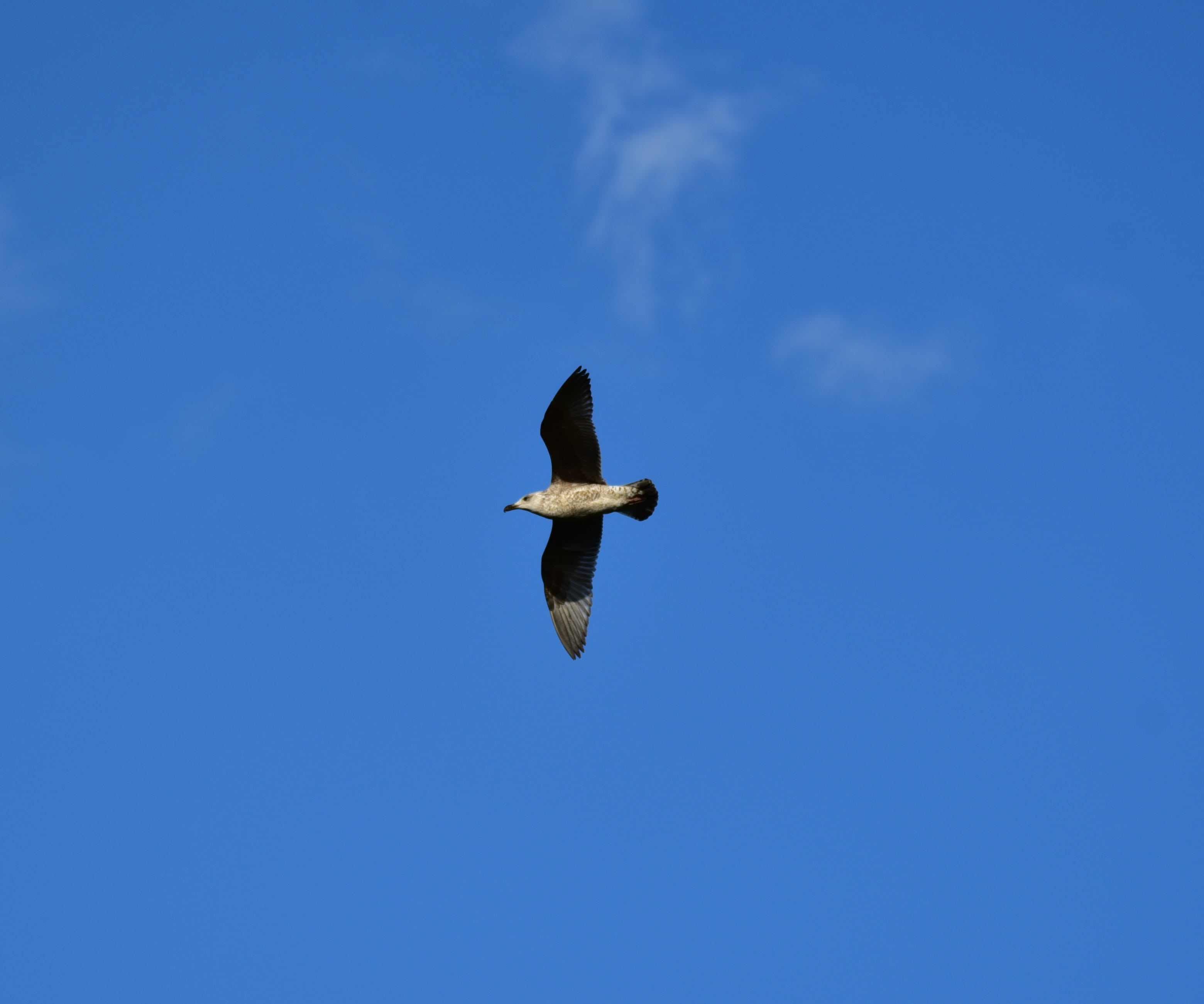 motion, feather, 2K, flying, outdoors, sky, blue, one animal, water bird, fly, low angle view, spread wings, animals in the wild, animal, clear sky, seevogel, HD Wallpaper