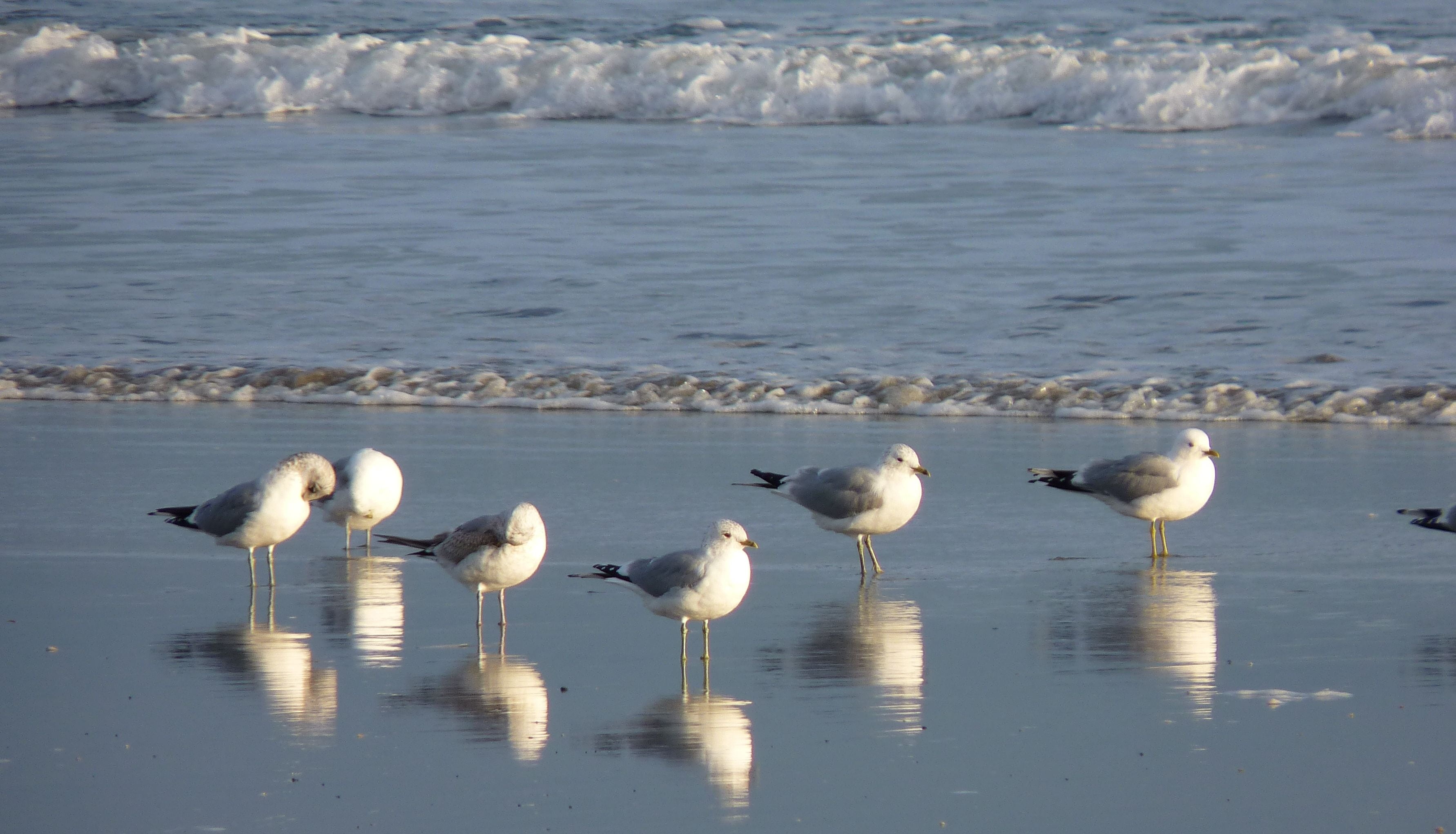 animal wildlife, seagull, beach, animal themes, day, wildlife, lake, reflection, lichtspiel, vertebrate, water, flock of birds, large group of animals, HD Wallpaper