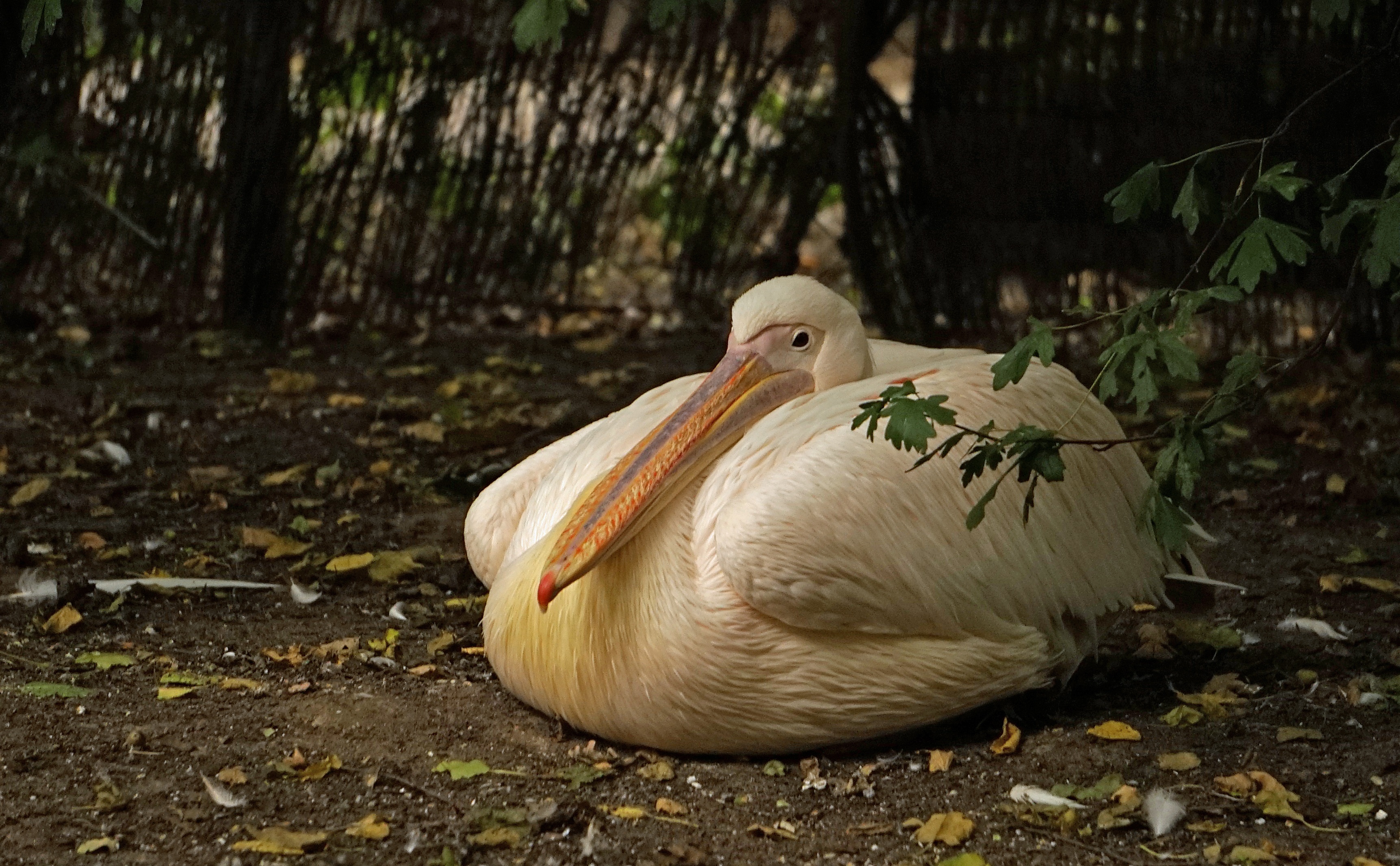 outdoors, vertebrate, animal, tree, animal themes, plant part, pelican, animal wildlife, water bird, duck, one animal, land, seevogel, 2K, nature, white color, HD Wallpaper