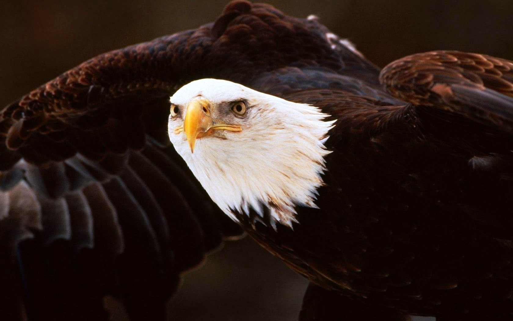 art, eagle, bird, Bald Eagle, wing span, animals, birdmajestic, hd, 720P, wingspan, s, Large, prey, birds, bald, powerful, Bird of Prey, HD Wallpaper