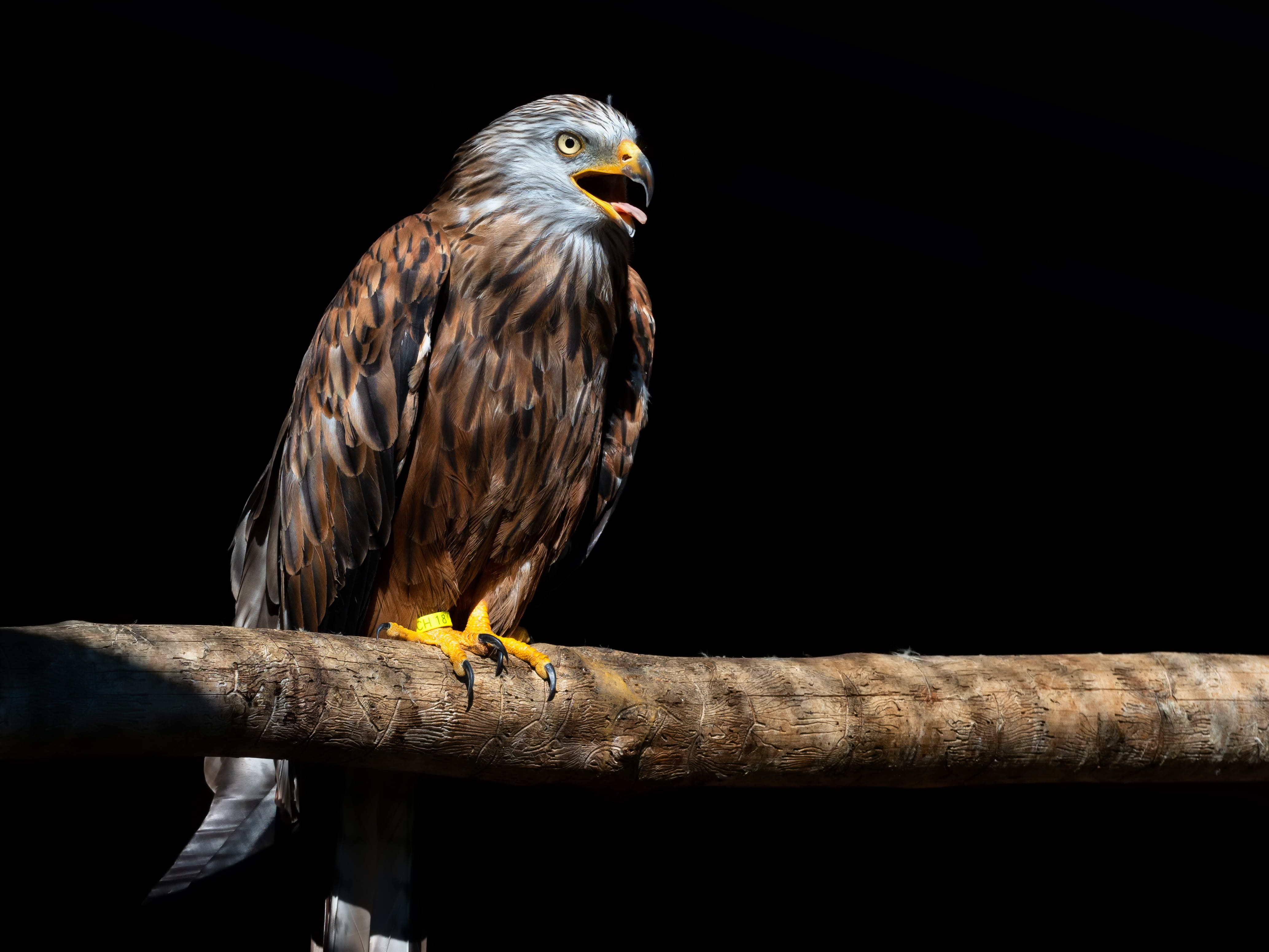animal themes, outdoors, perching, sunlight, poultry, bird, animals in the wild, red kite, wing, no people, swing, 4K, bird of prey, looking away, close-up, HD Wallpaper