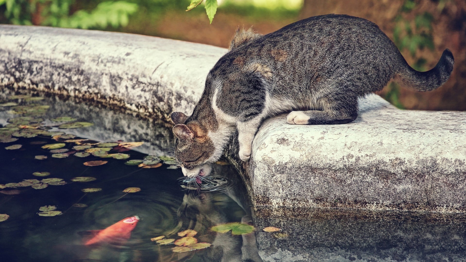 drinking, coated, day, animal themes, nature, 1080P, relaxation, animals in the wild, cat, leaves, pet, short, domestic, outdoors, one animal, no people, HD Wallpaper