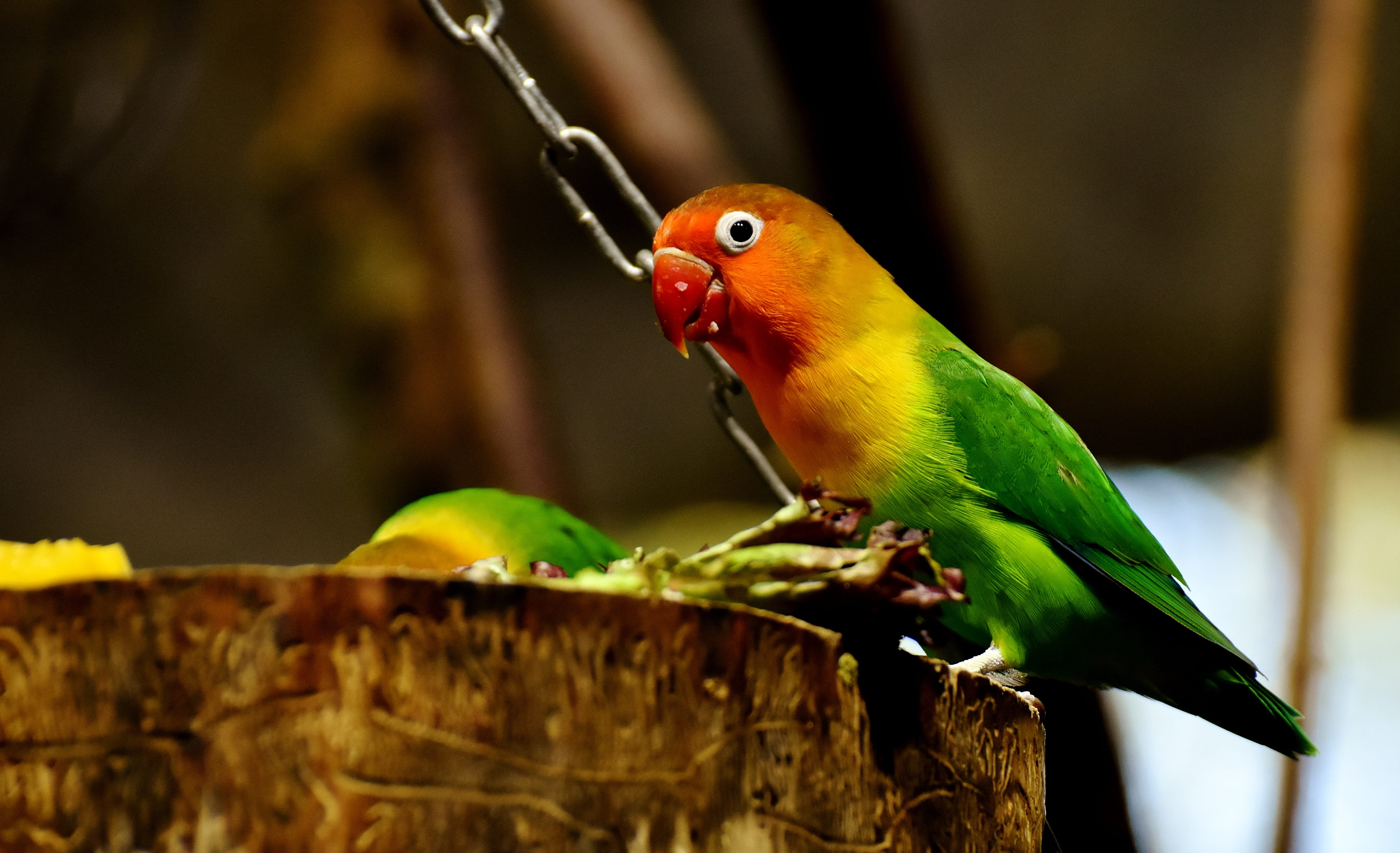 animal themes, rainforest, bird, colorful, green, animal, colorful plumage, red, animal world, animals in the wild, animal body part, vertebrate, one animal, HD Wallpaper