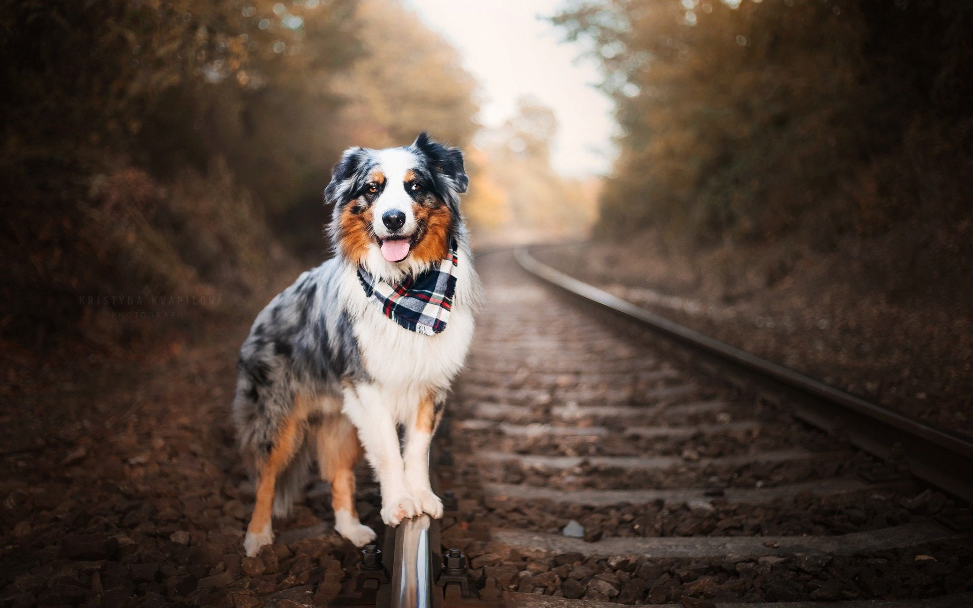 Dogs, 1080P, Australian Shepherd, HD Wallpaper