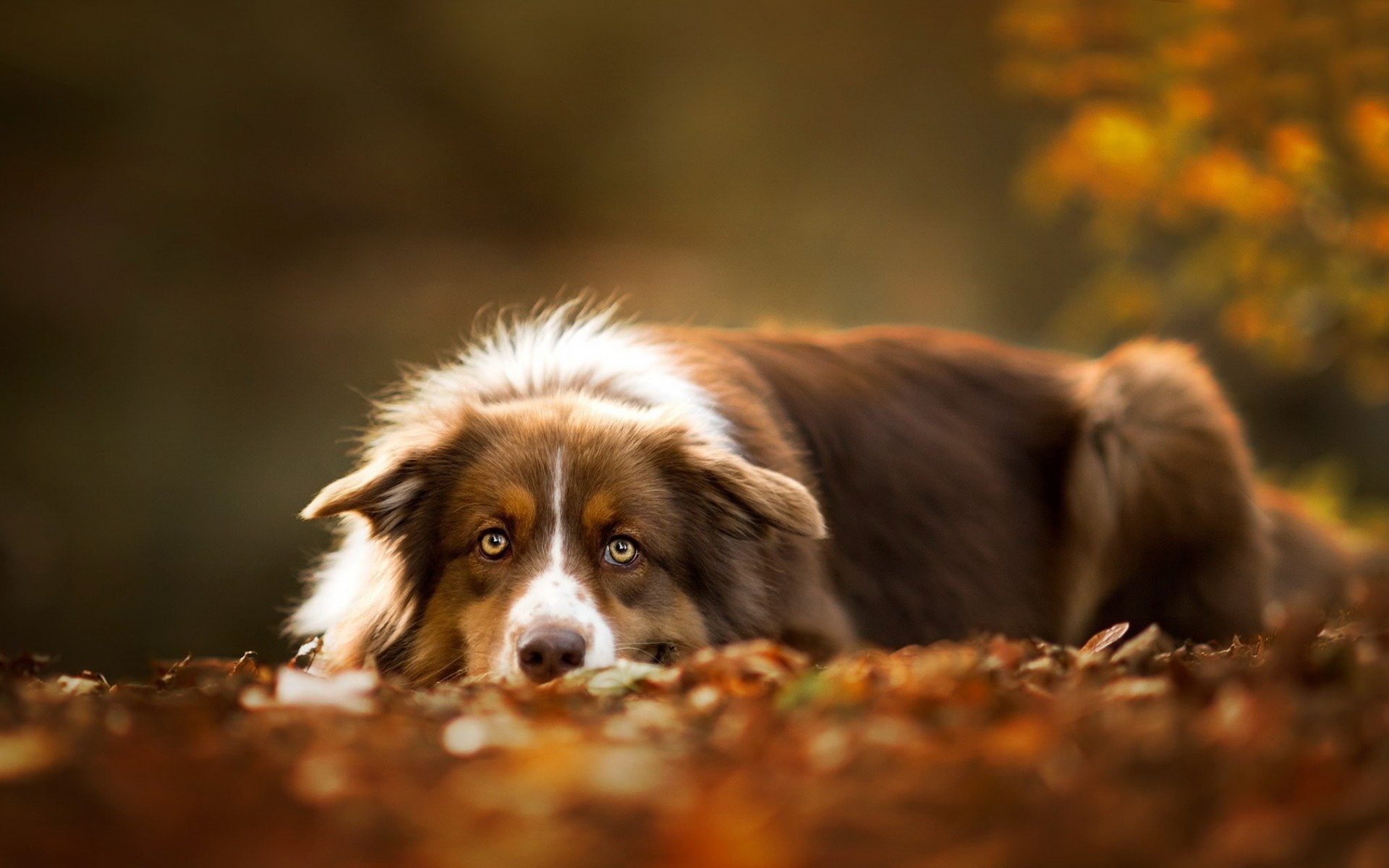 Australian Shepherd, 1080P, Dogs, HD Wallpaper