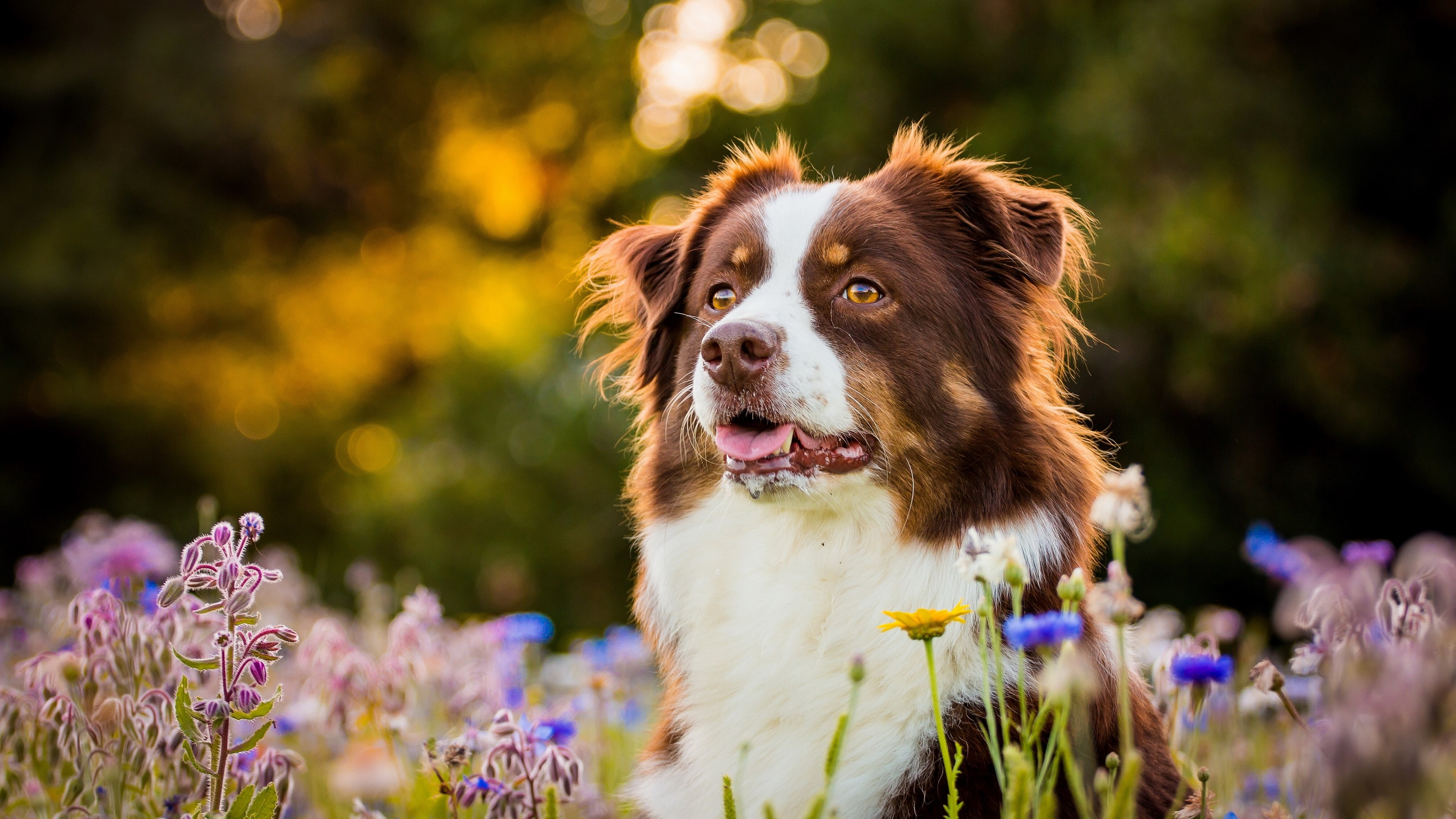 purebred dog, animal themes, mammal, flowering plant, looking, one animal, selective focus, purple, plant, border collie, pets, animal, dog, 4K, animal body part, HD Wallpaper
